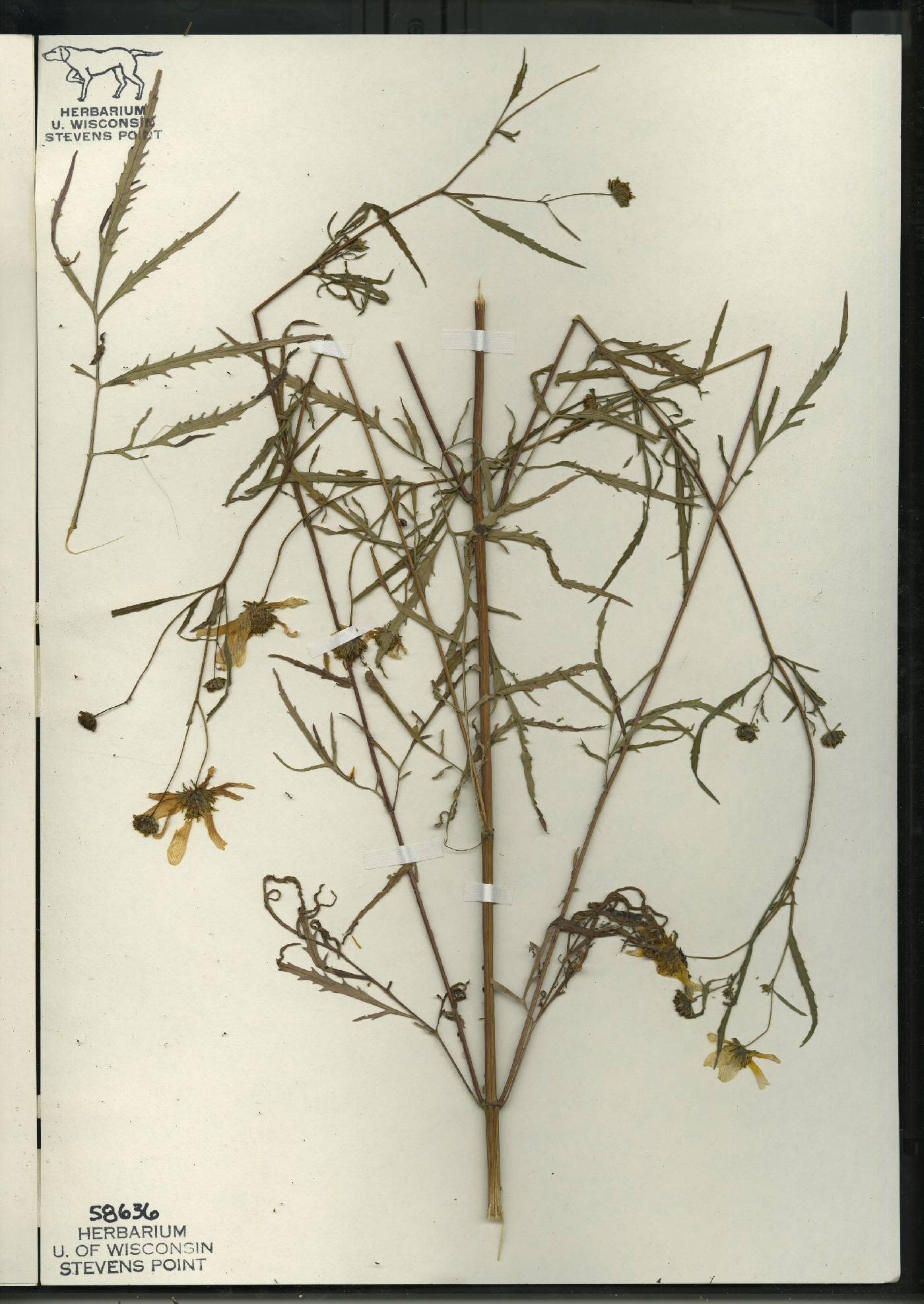 Bidens trichosperma image