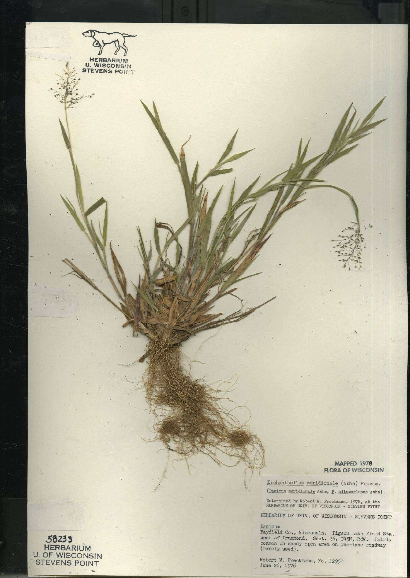 Dichanthelium meridionale image