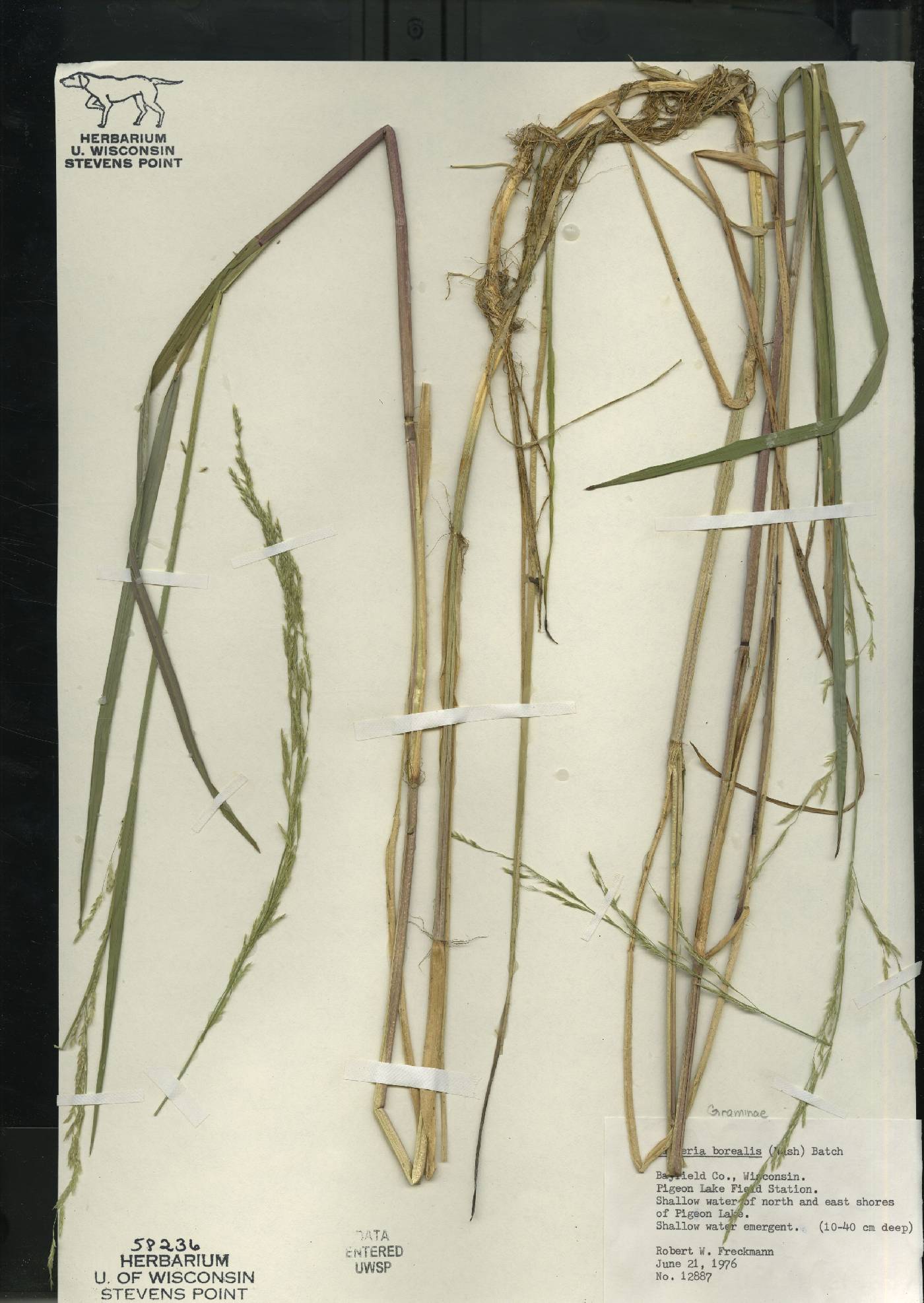Glyceria borealis image