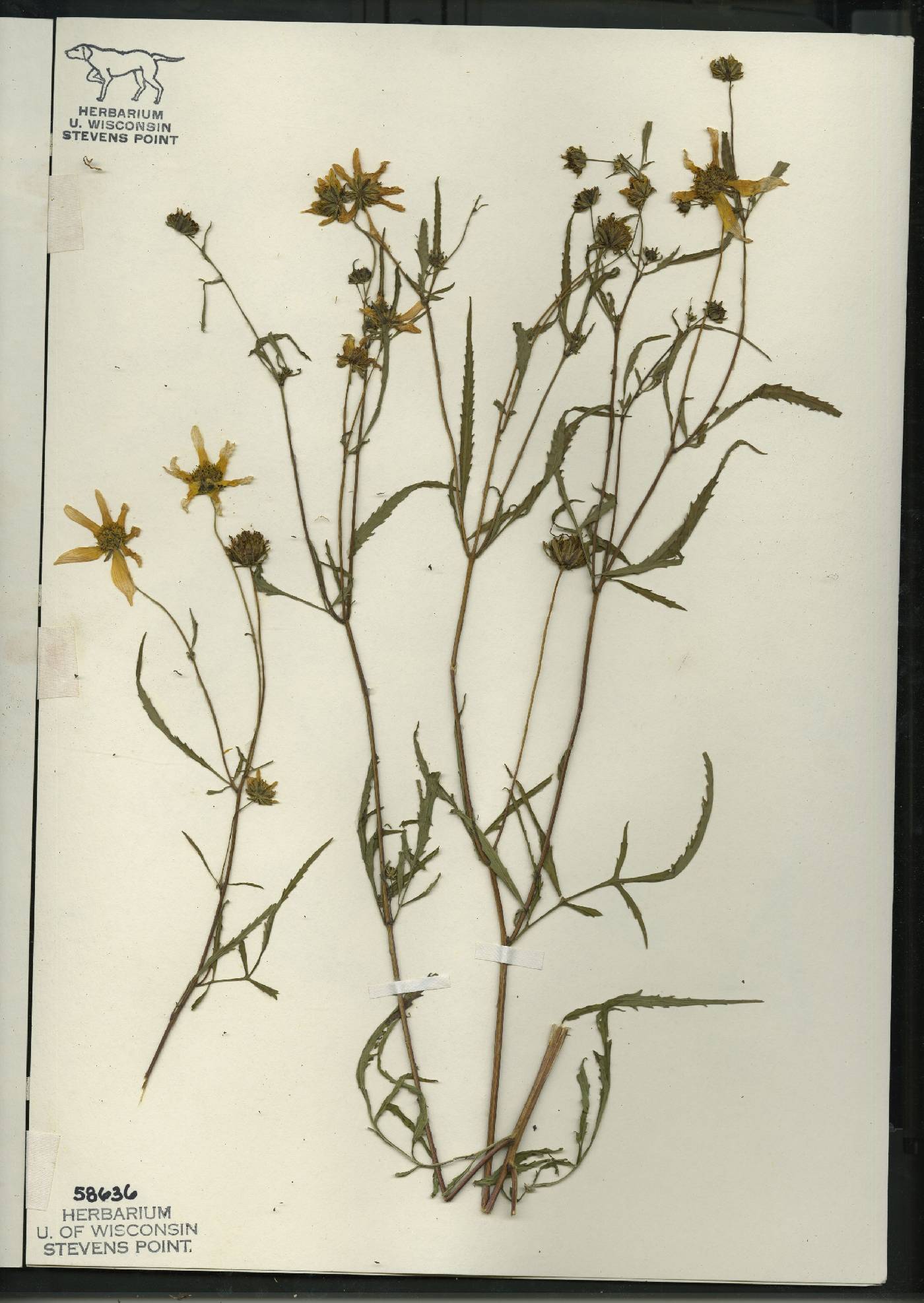 Bidens trichosperma image