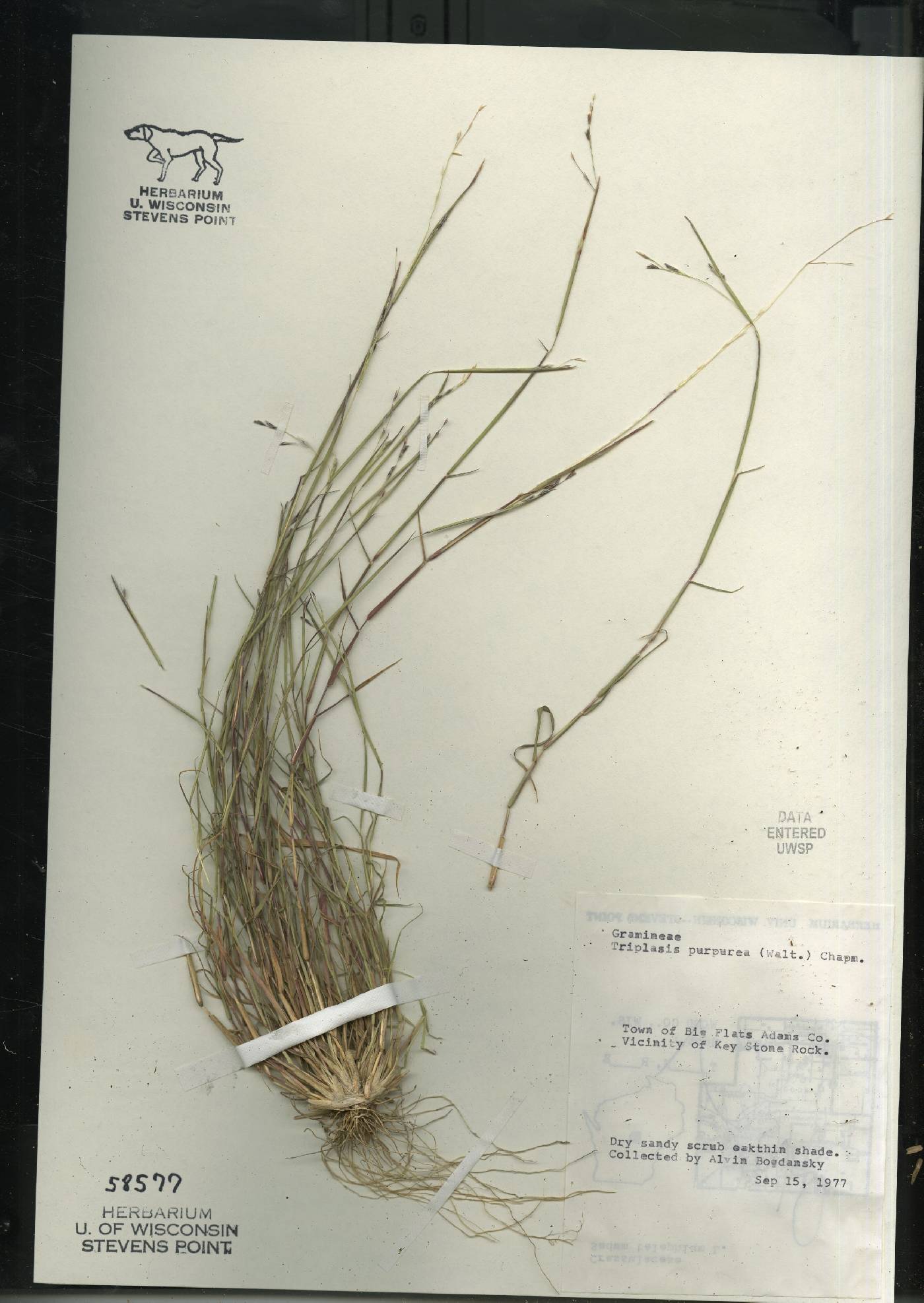 Triplasis purpurea image