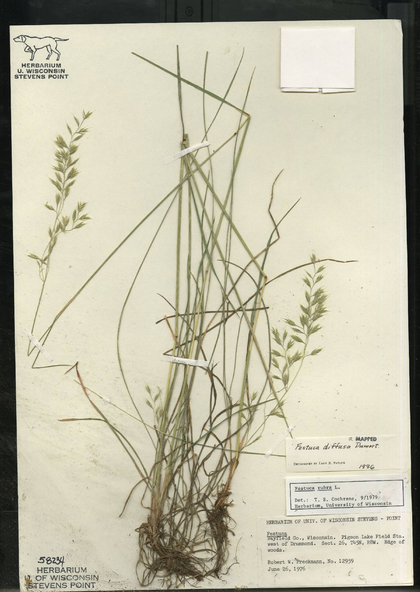 Festuca rubra image