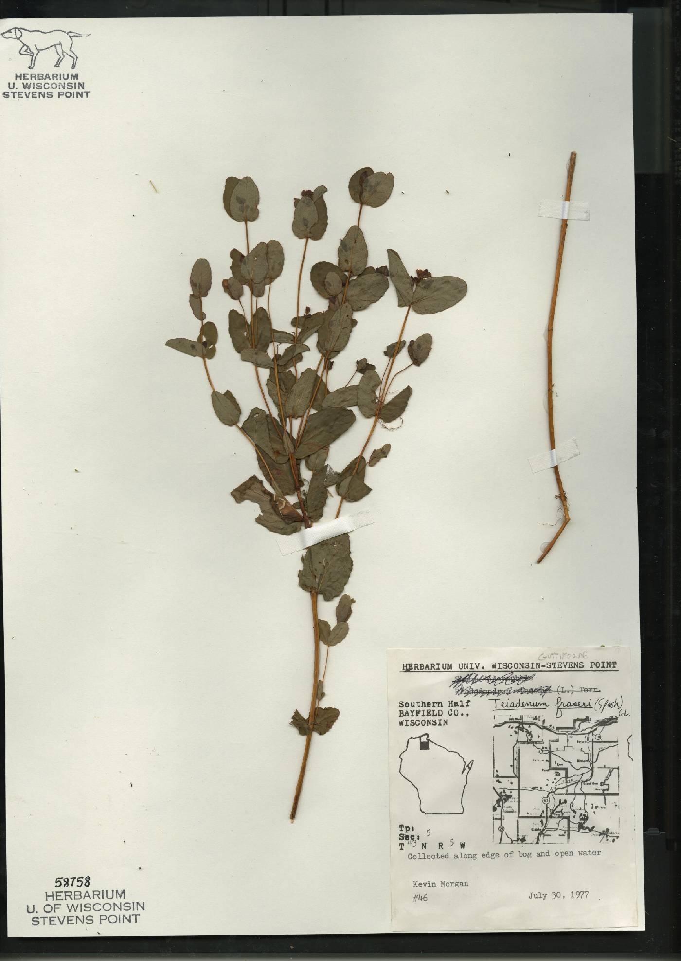 Triadenum fraseri image