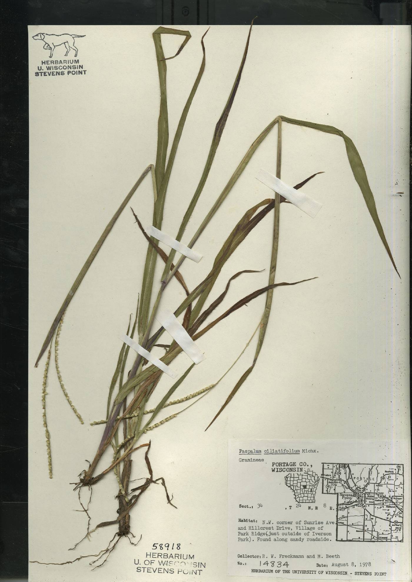 Paspalum setaceum image