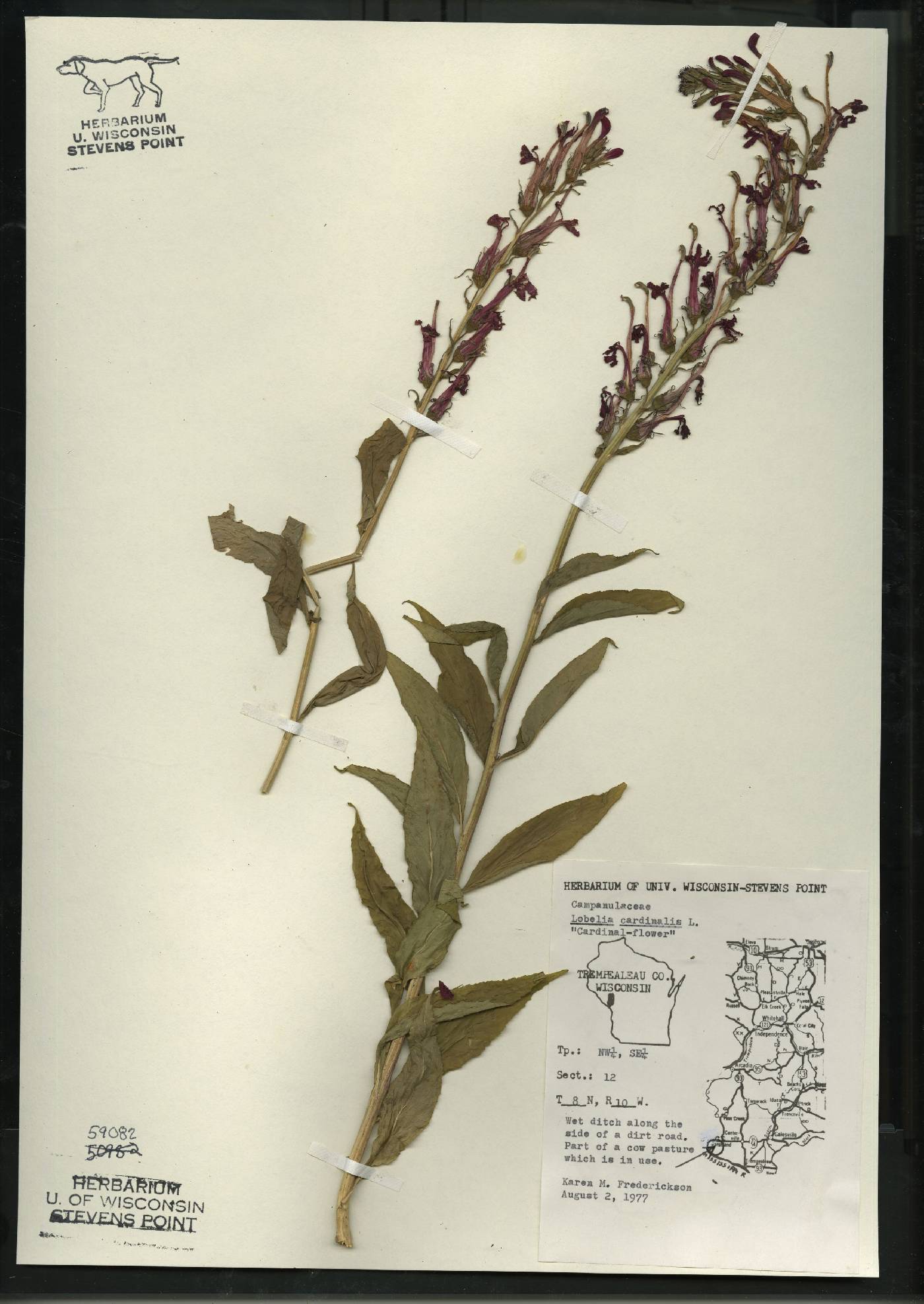 Lobelia cardinalis image