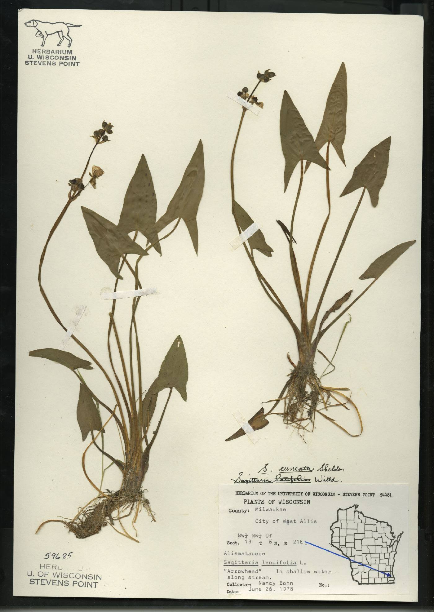 Sagittaria cuneata image