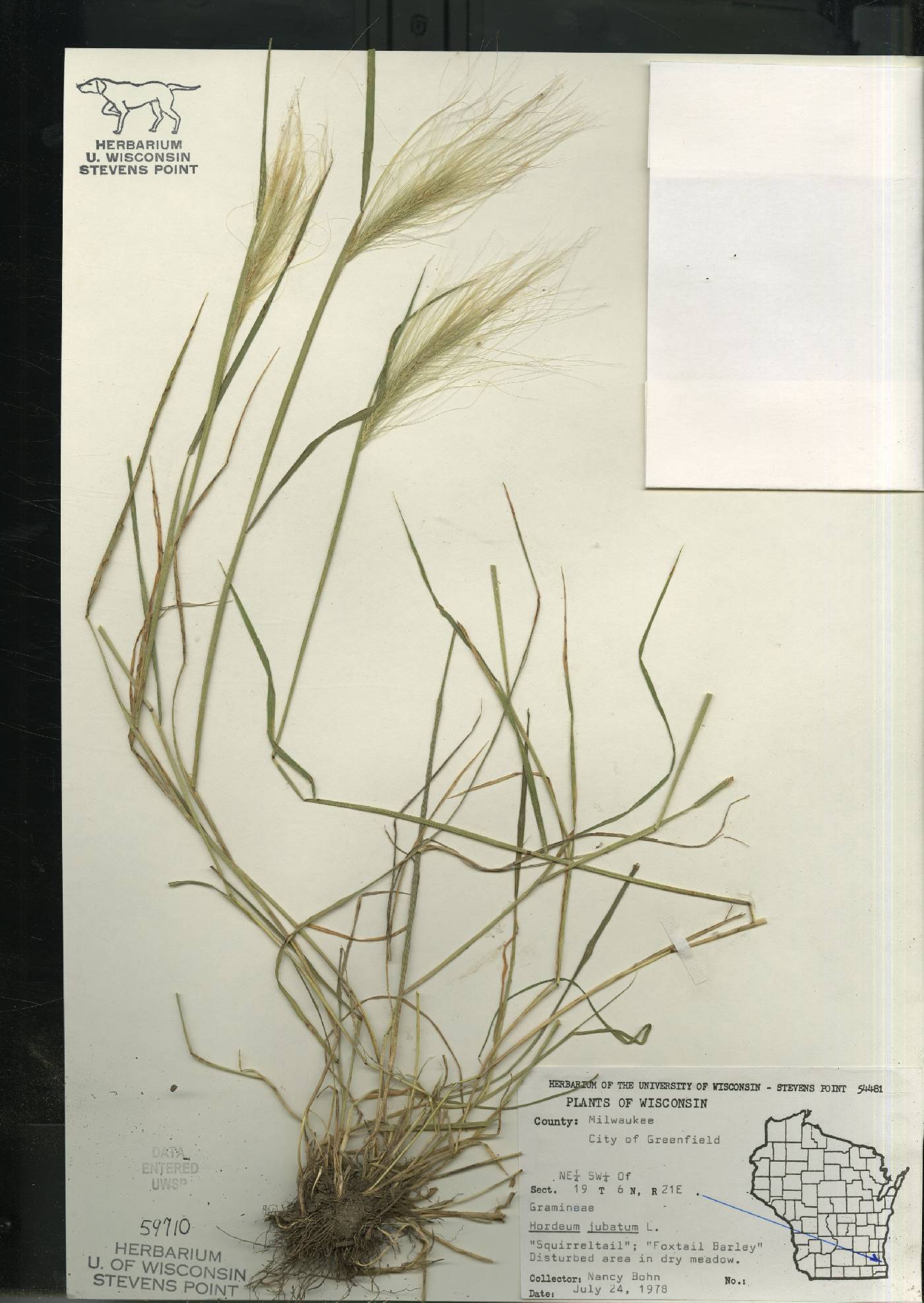 Hordeum jubatum image