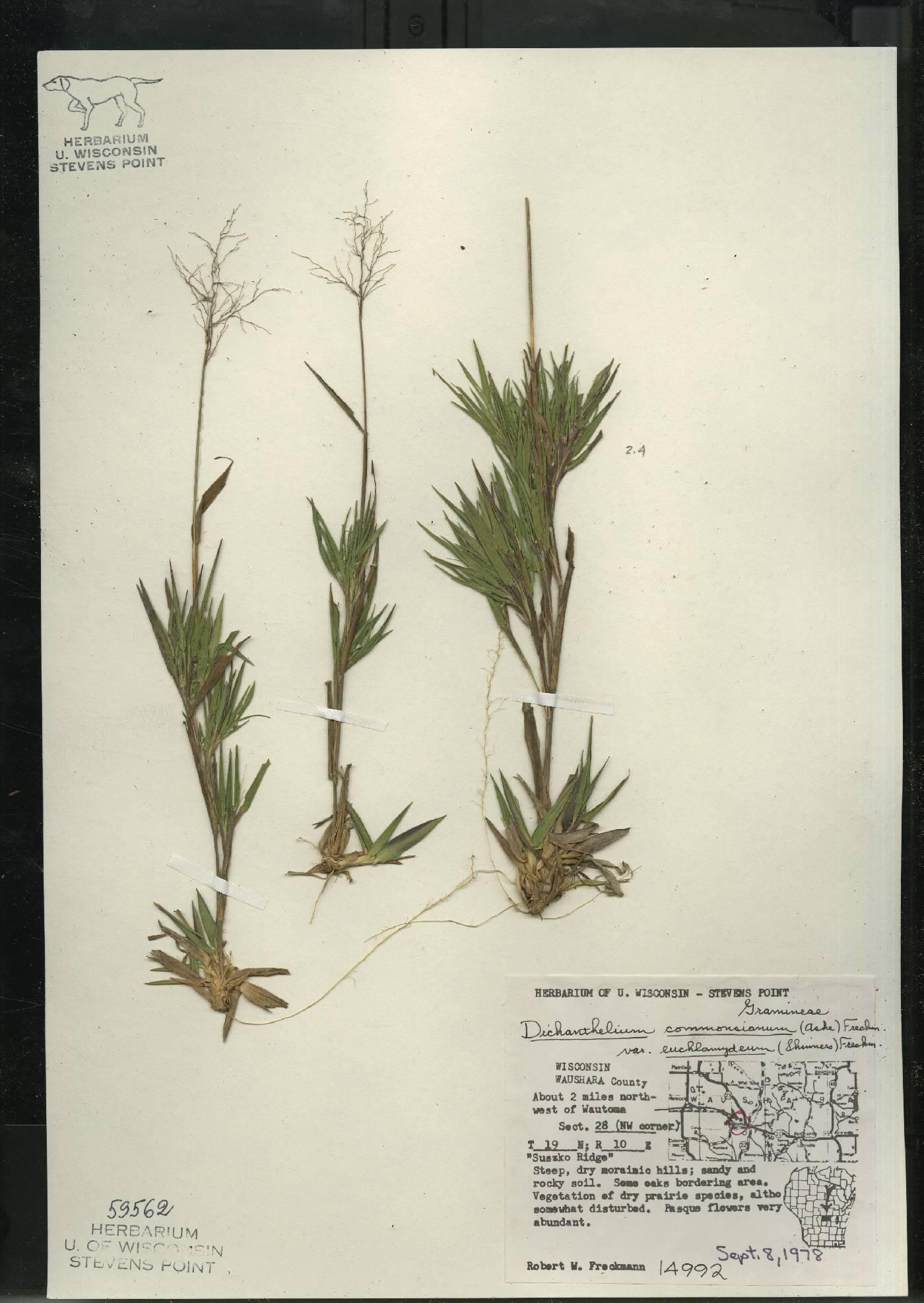 Dichanthelium commonsianum var. euchlamydeum image