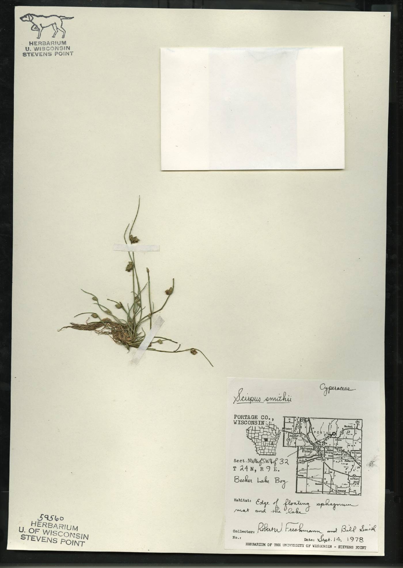 Schoenoplectus smithii image