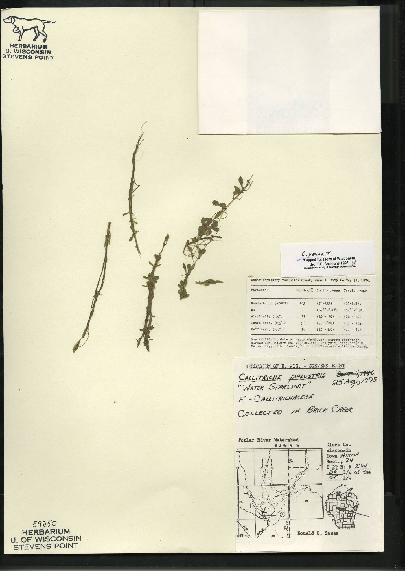 Callitriche palustris image