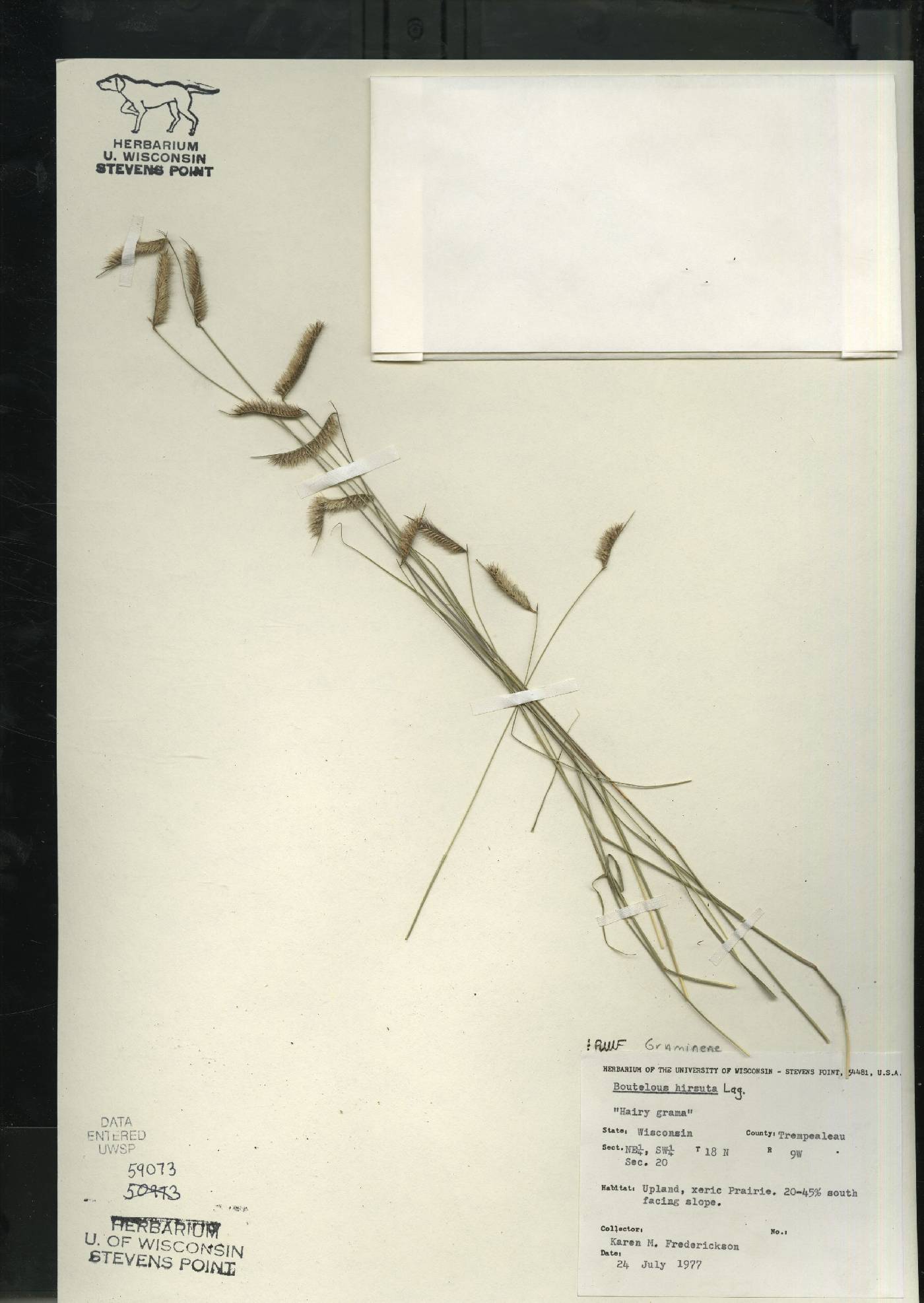 Bouteloua hirsuta subsp. hirsuta image