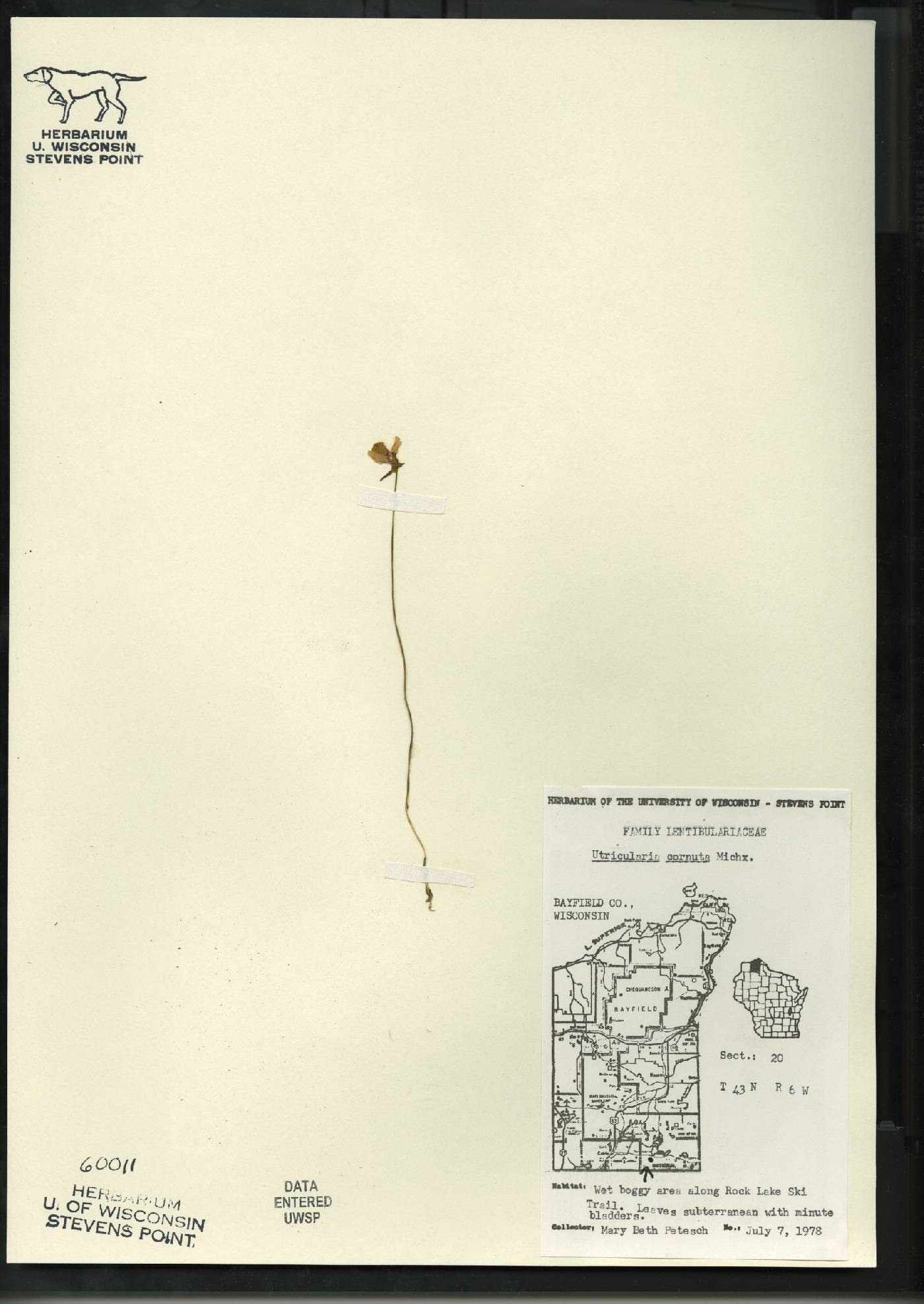 Utricularia cornuta image