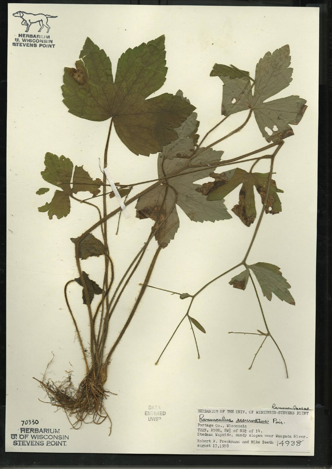 Ranunculus recurvatus var. recurvatus image