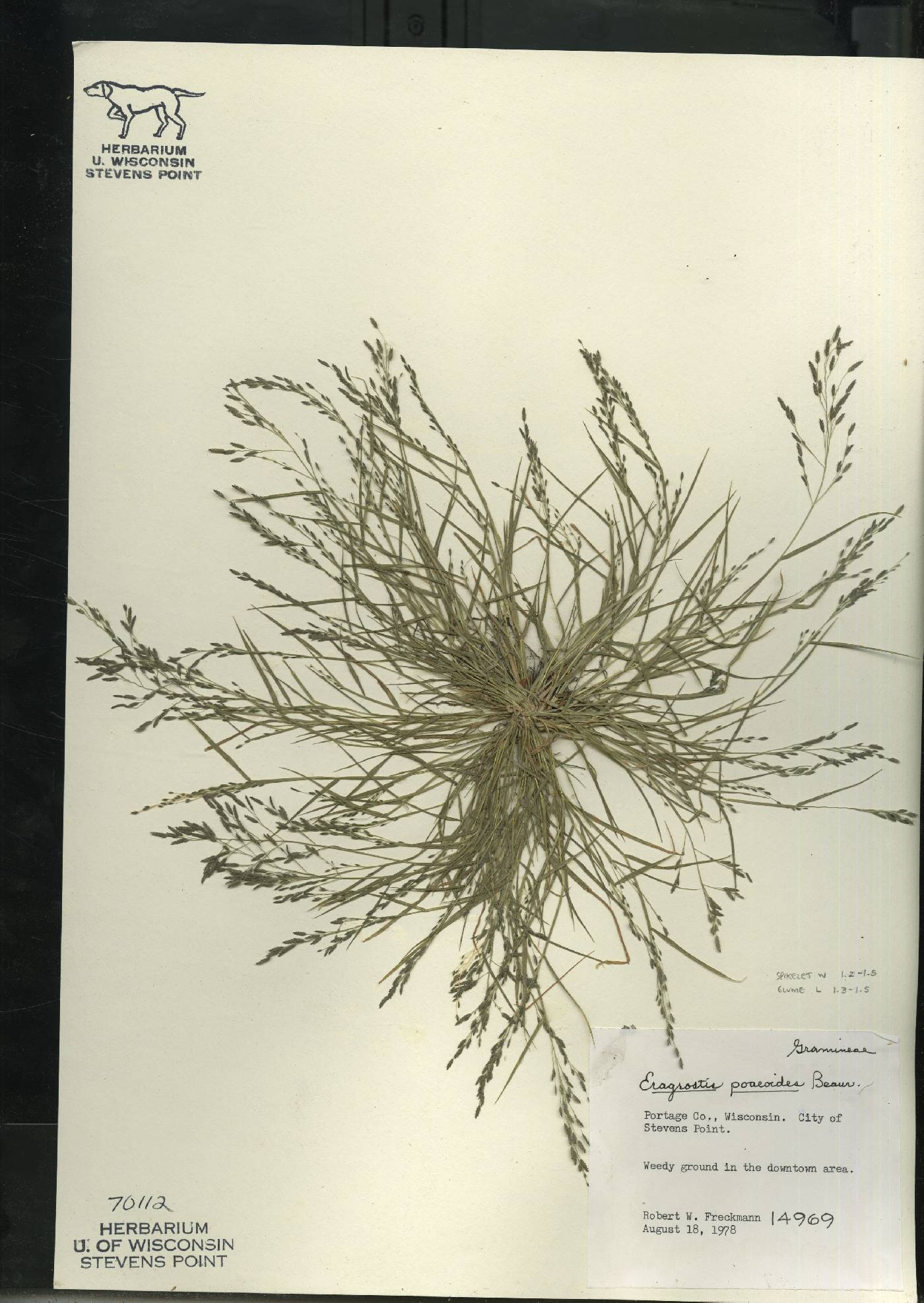 Eragrostis minor image