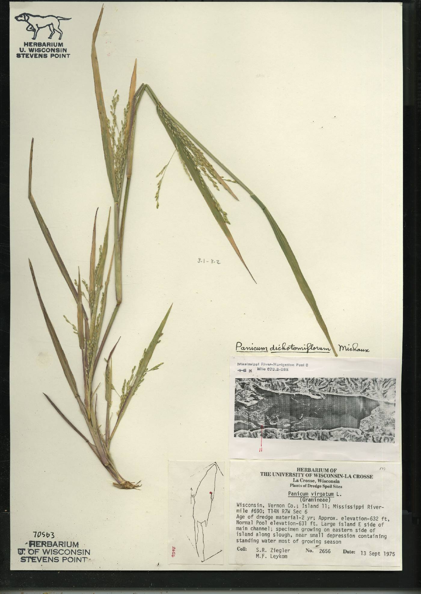 Panicum dichotomiflorum subsp. dichotomiflorum image
