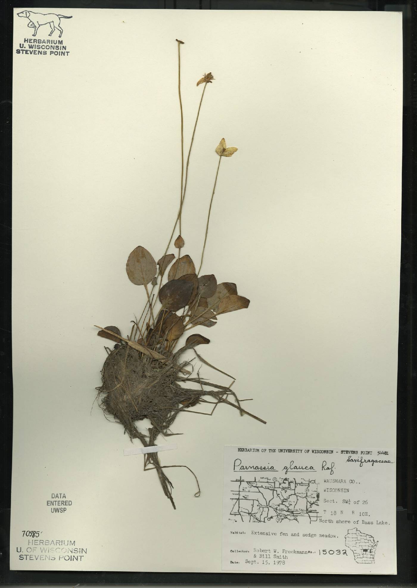 Parnassia glauca image