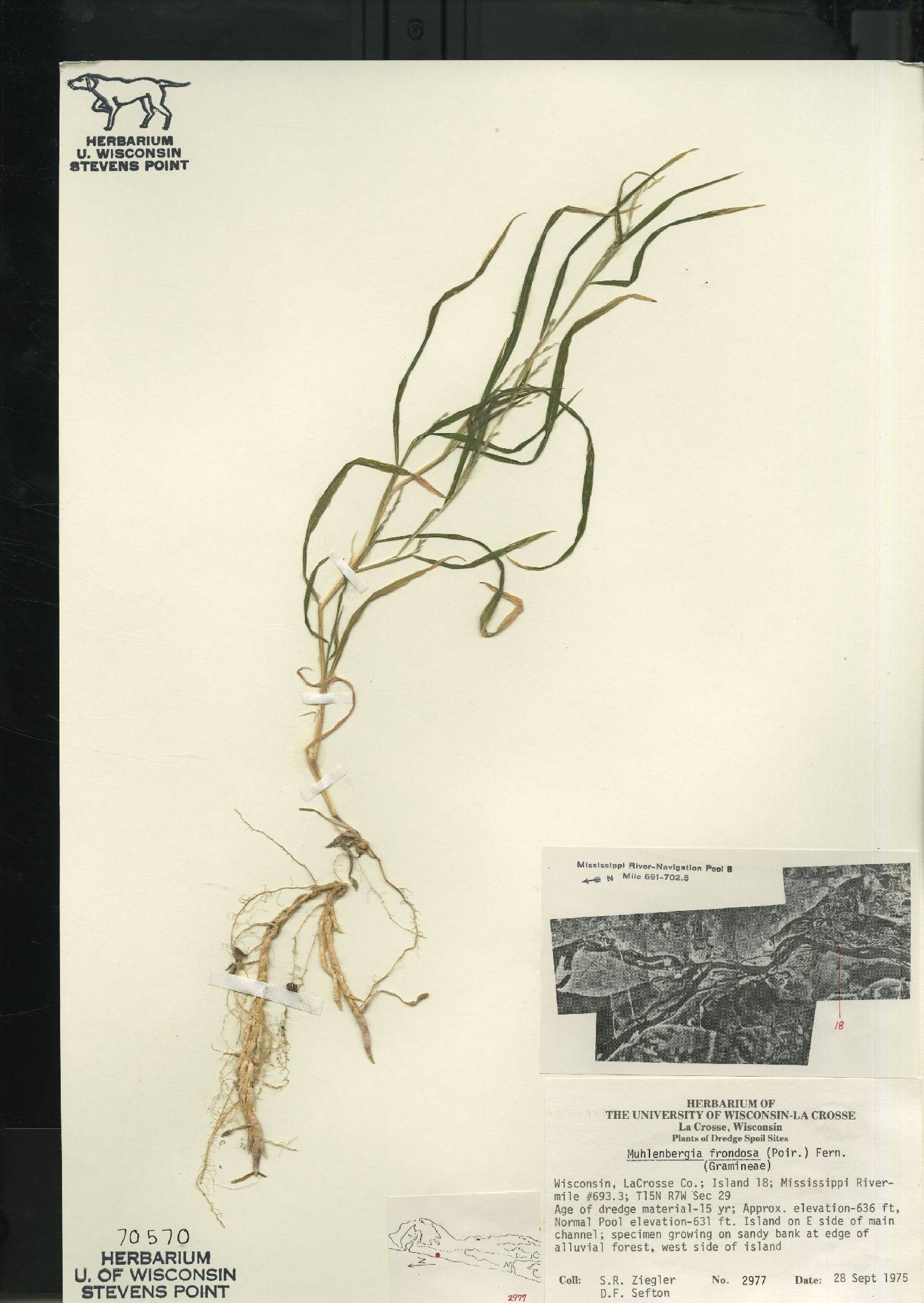 Muhlenbergia frondosa image