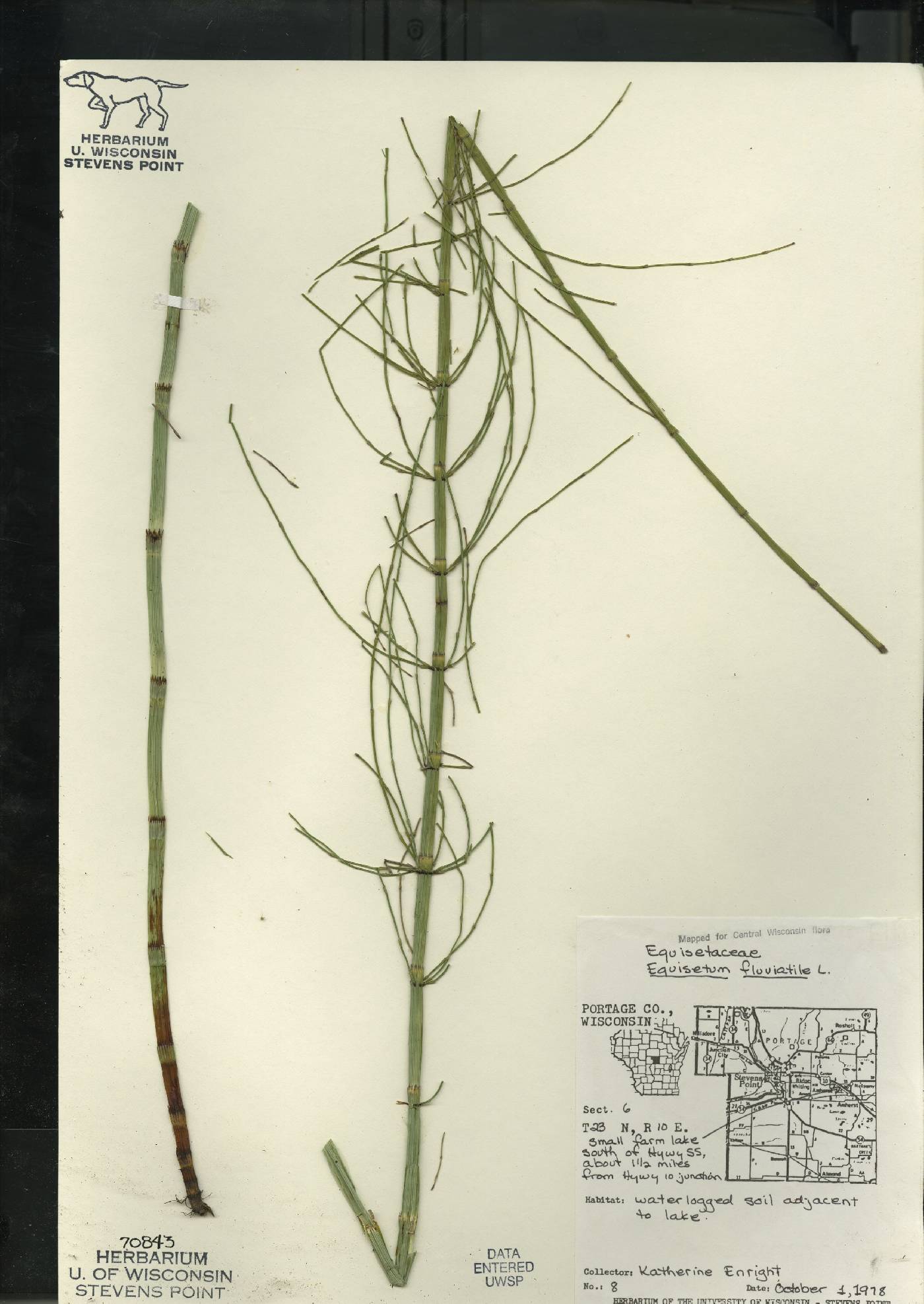 Equisetum fluviatile image