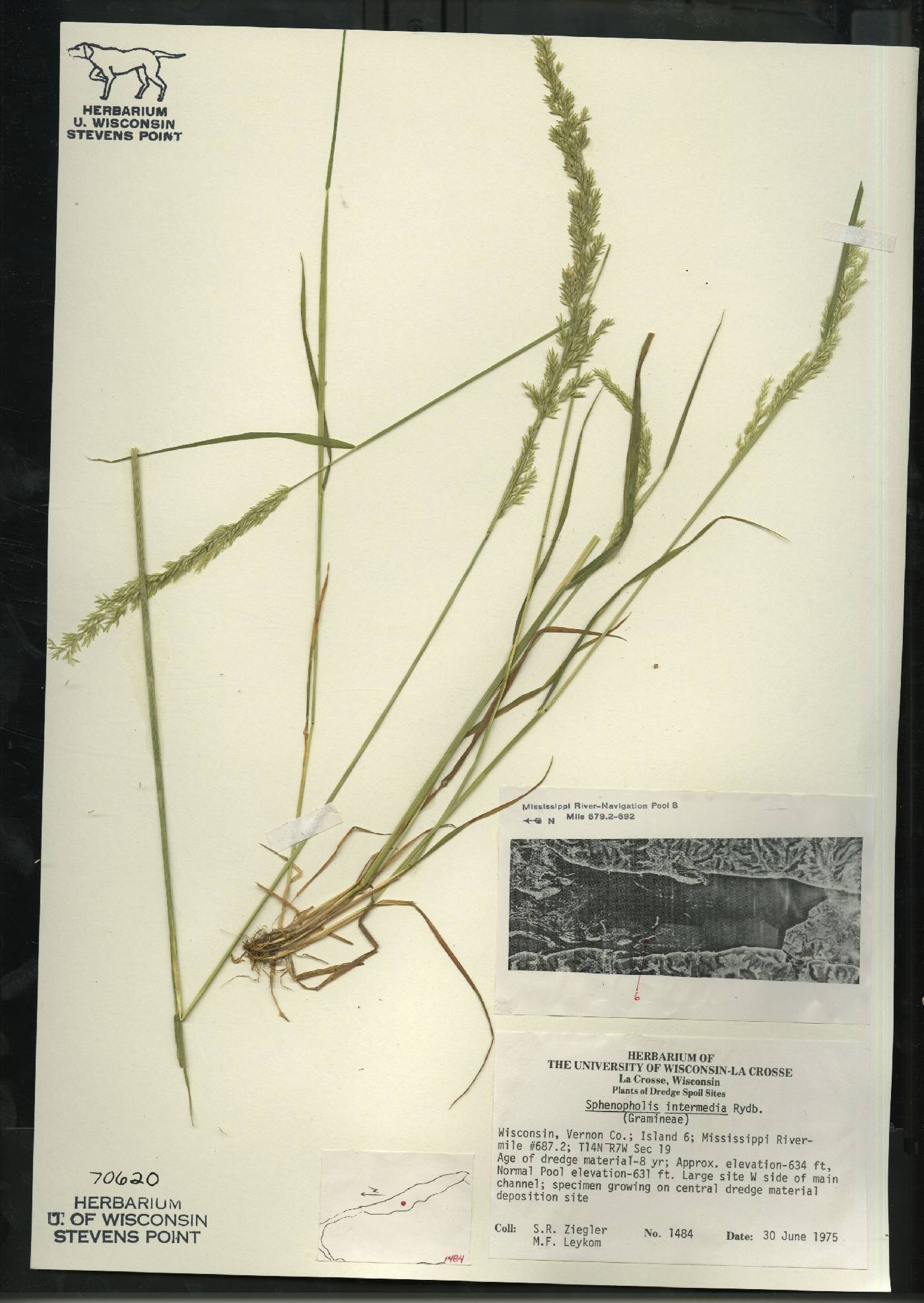 Sphenopholis intermedia image