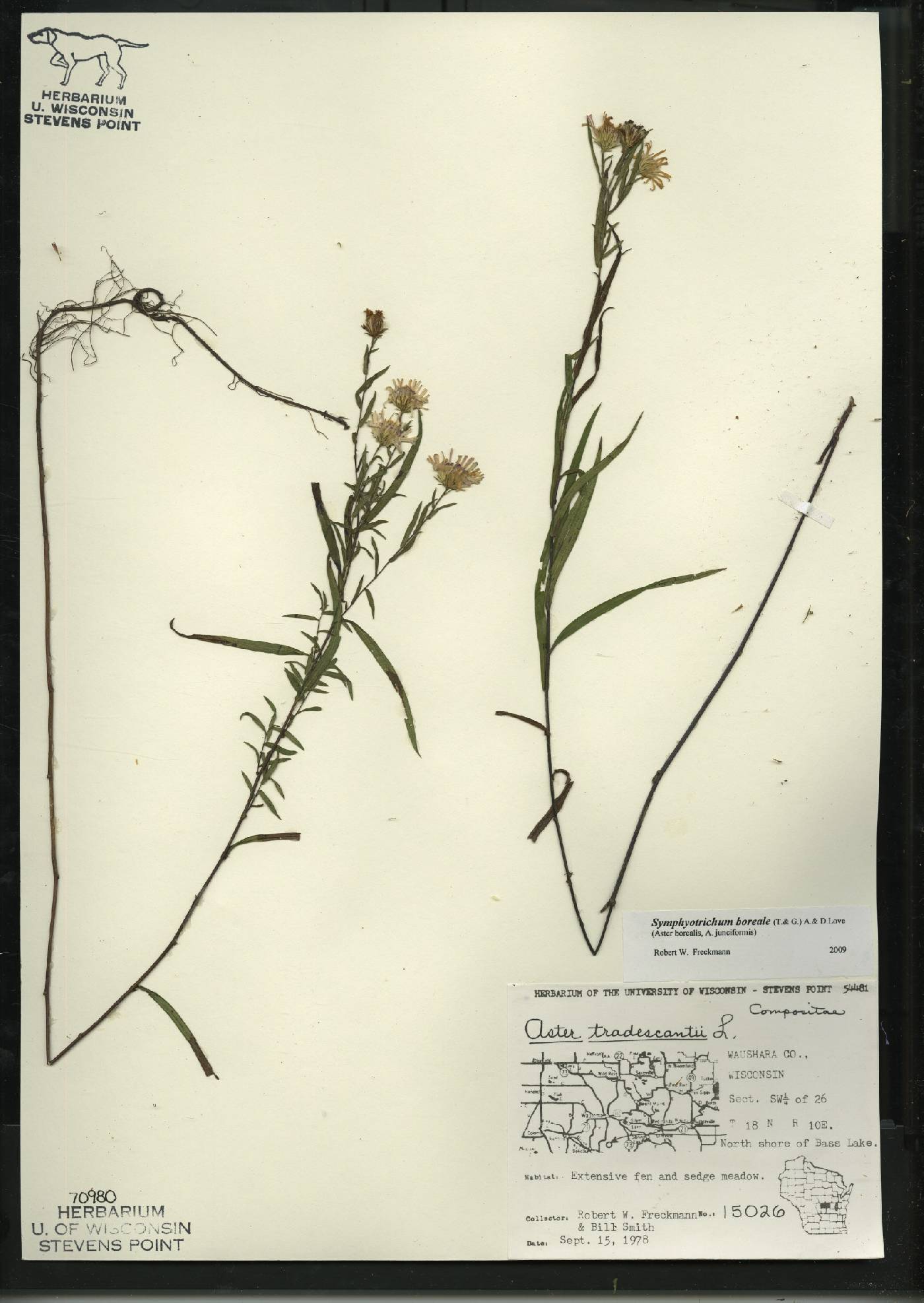 Symphyotrichum boreale image