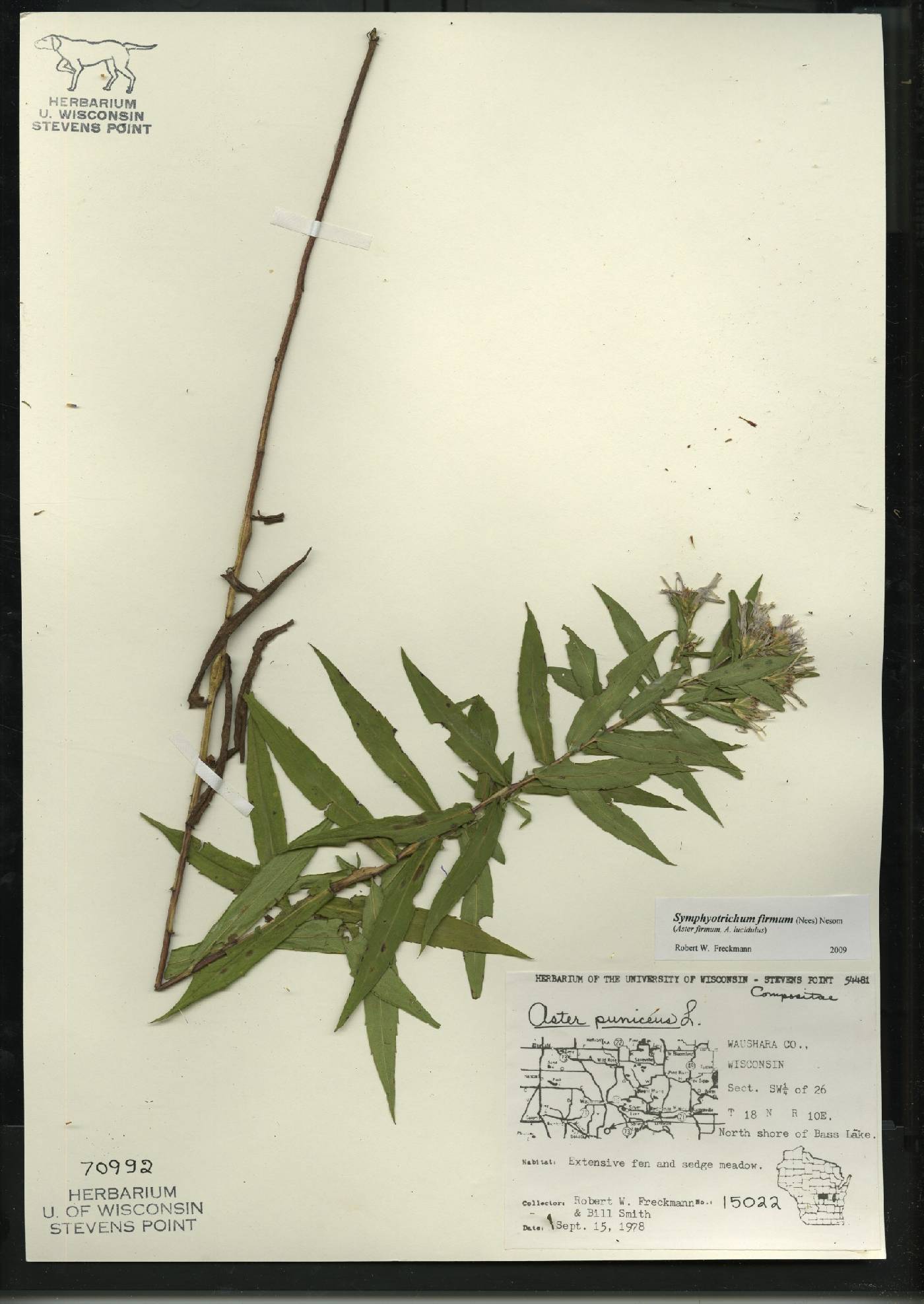 Symphyotrichum firmum image