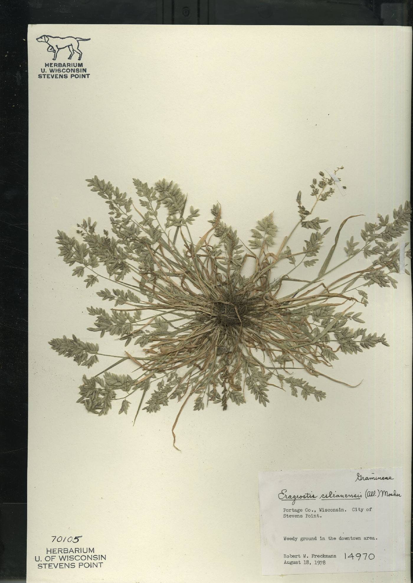 Eragrostis cilianensis image