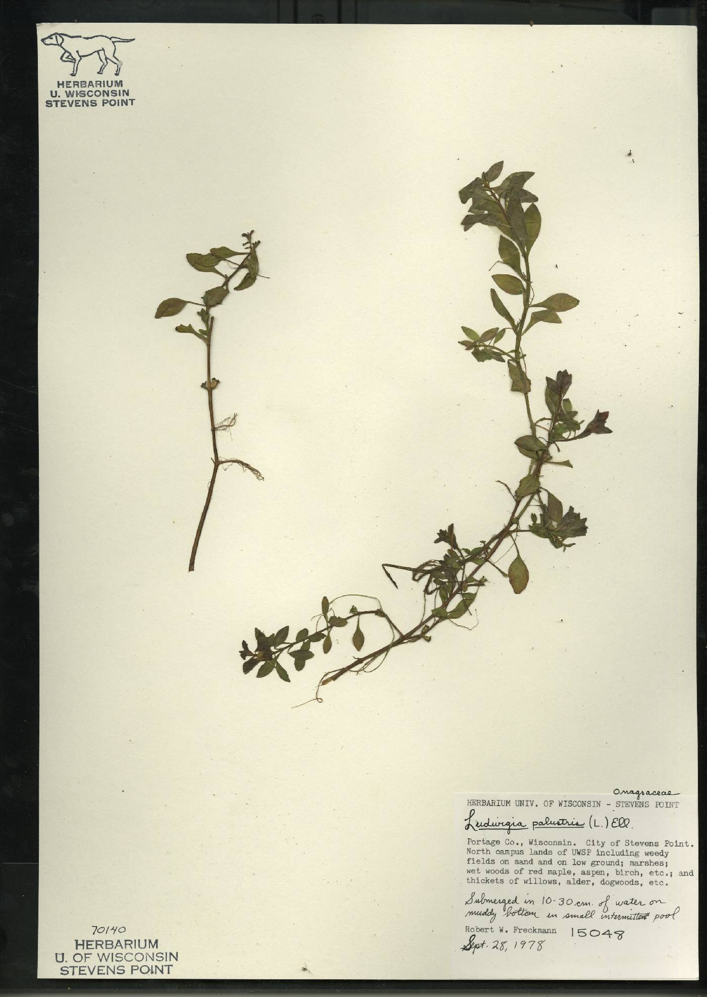 Ludwigia palustris image