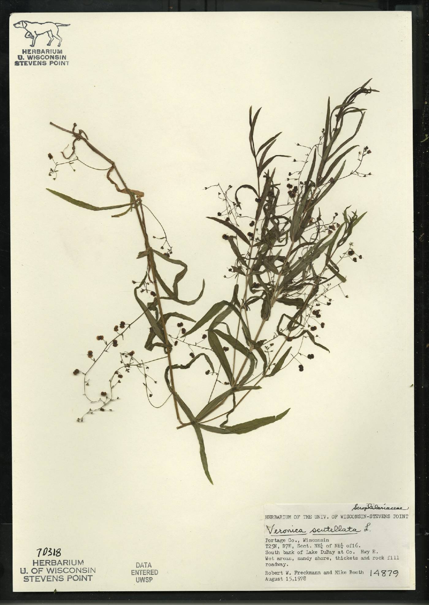 Veronica scutellata image