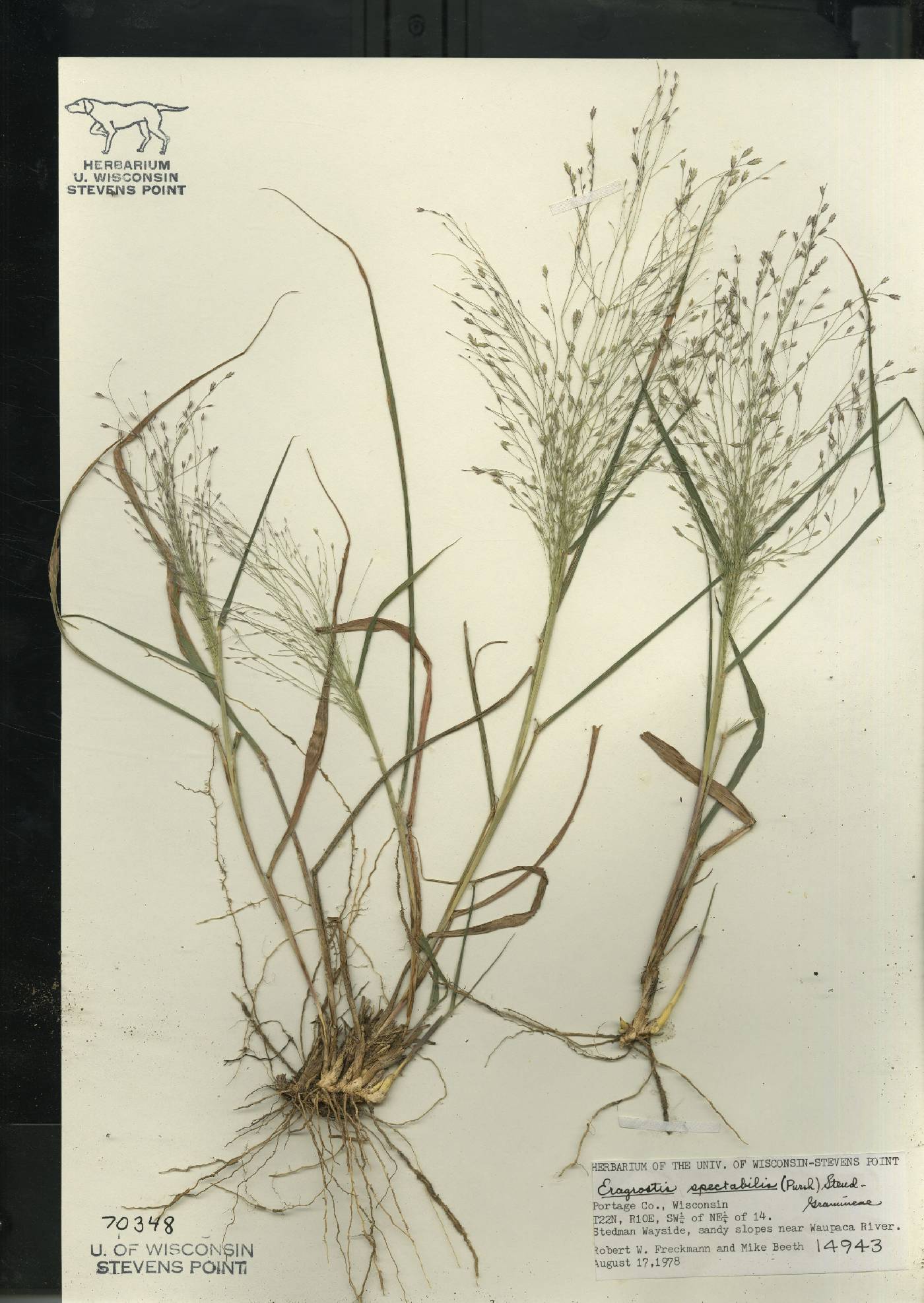 Eragrostis spectabilis image