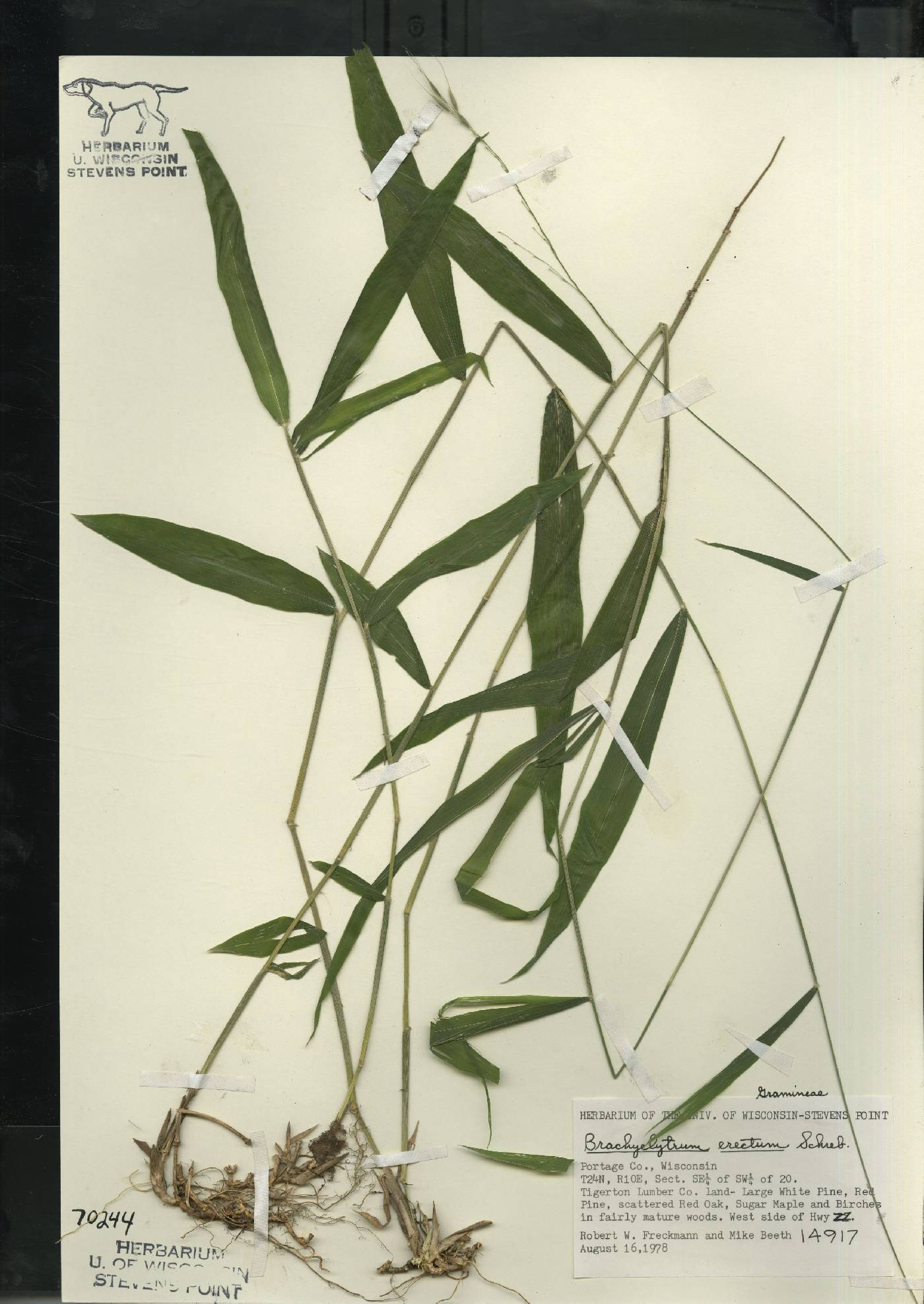 Brachyelytrum aristosum image