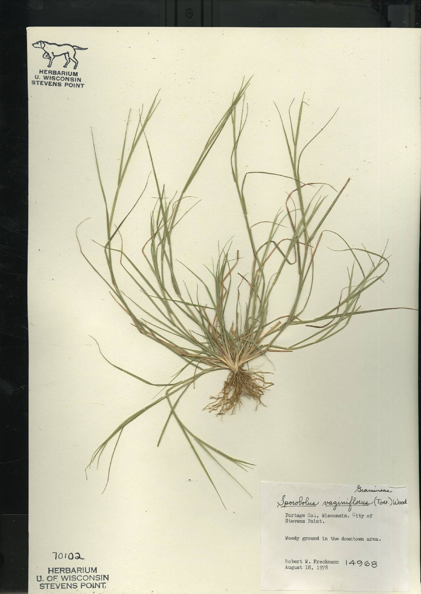 Sporobolus vaginiflorus var. vaginiflorus image