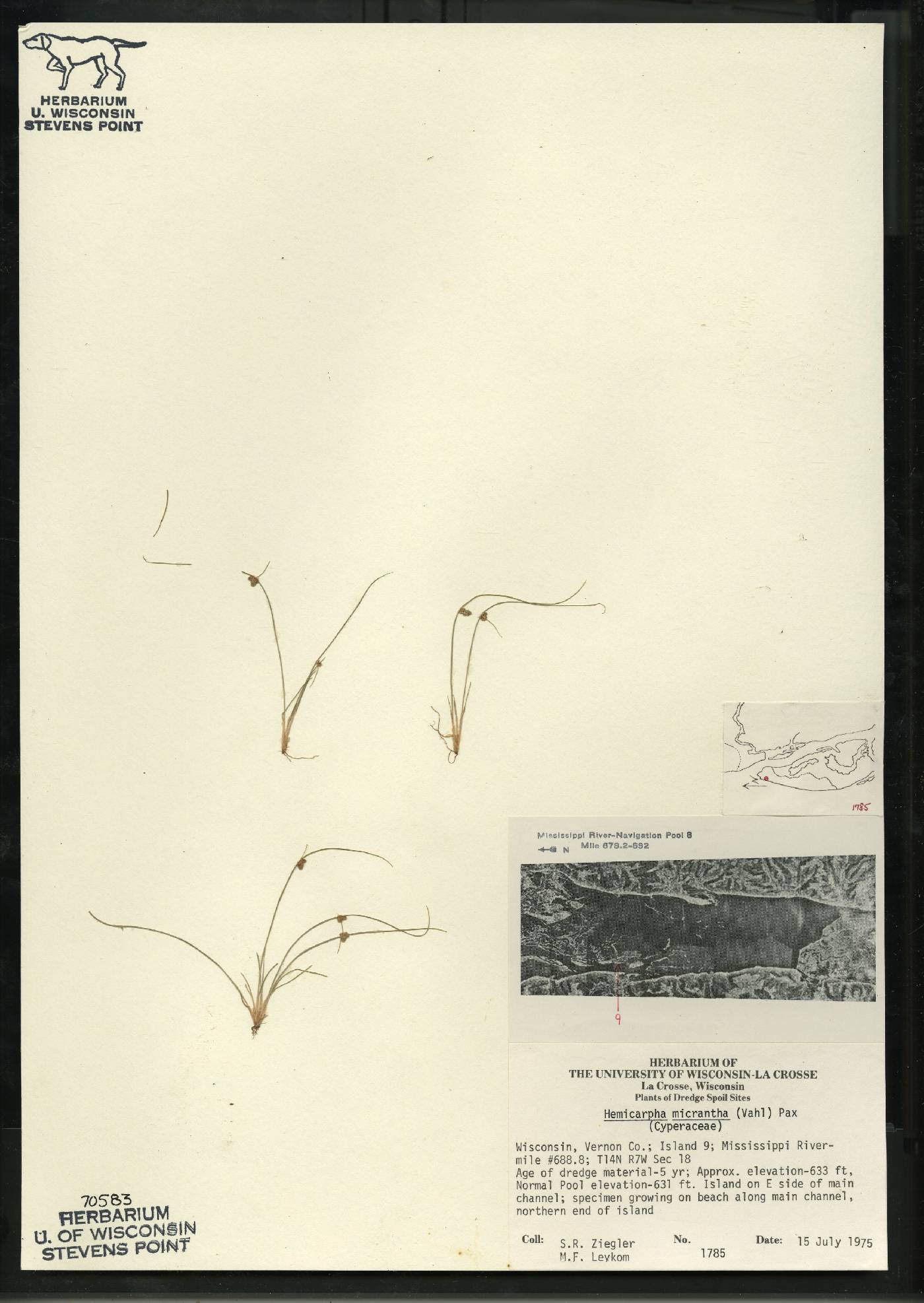 Lipocarpha micrantha image