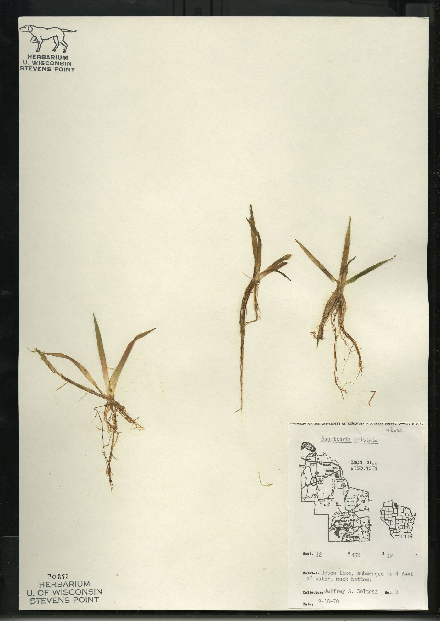 Sagittaria cristata image