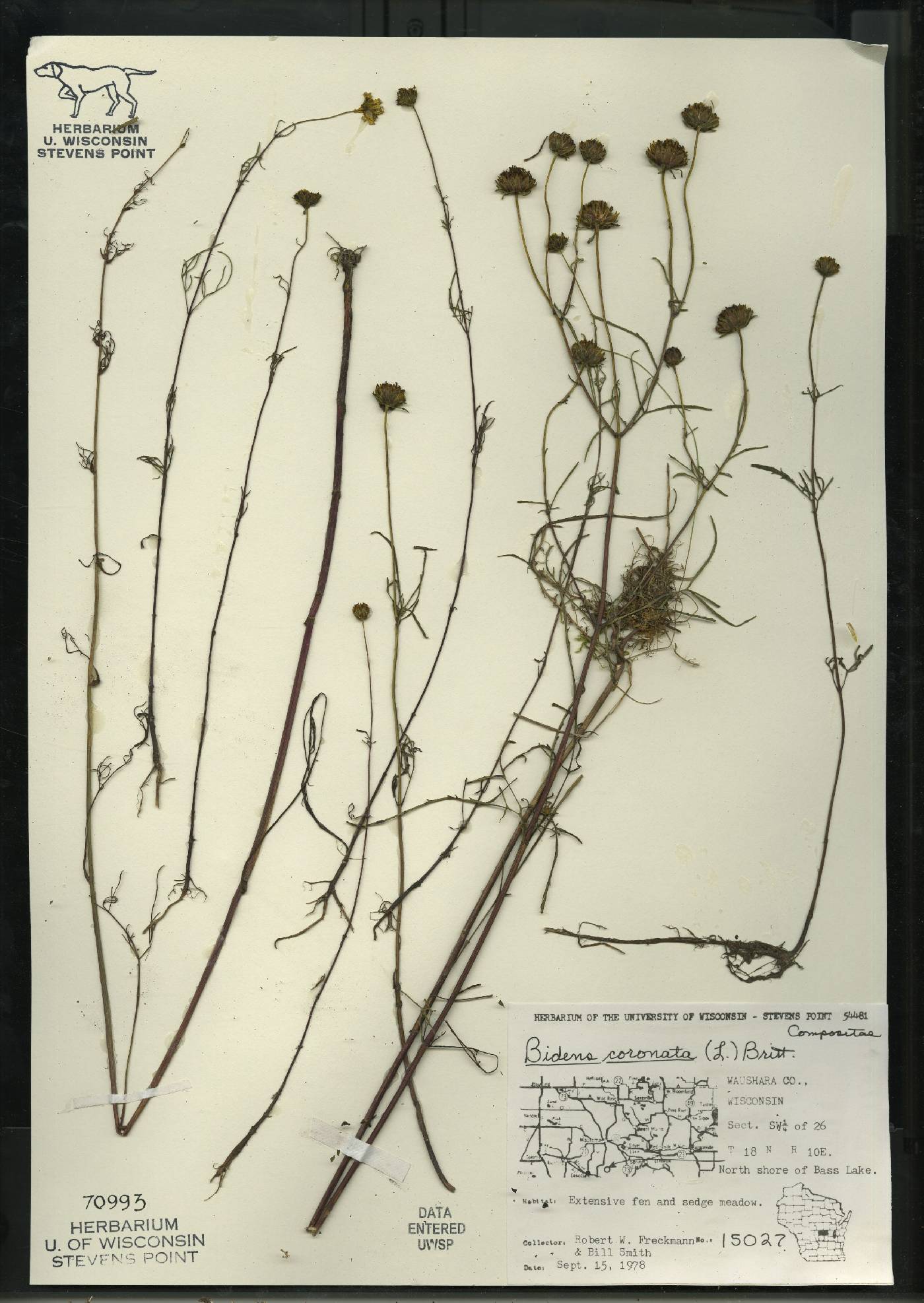 Bidens trichosperma image