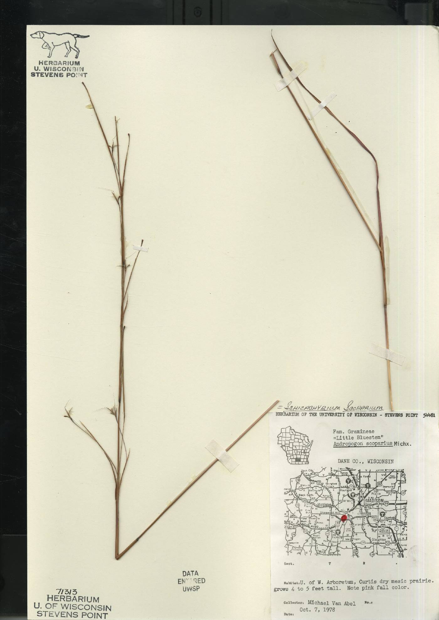 Bouteloua curtipendula image
