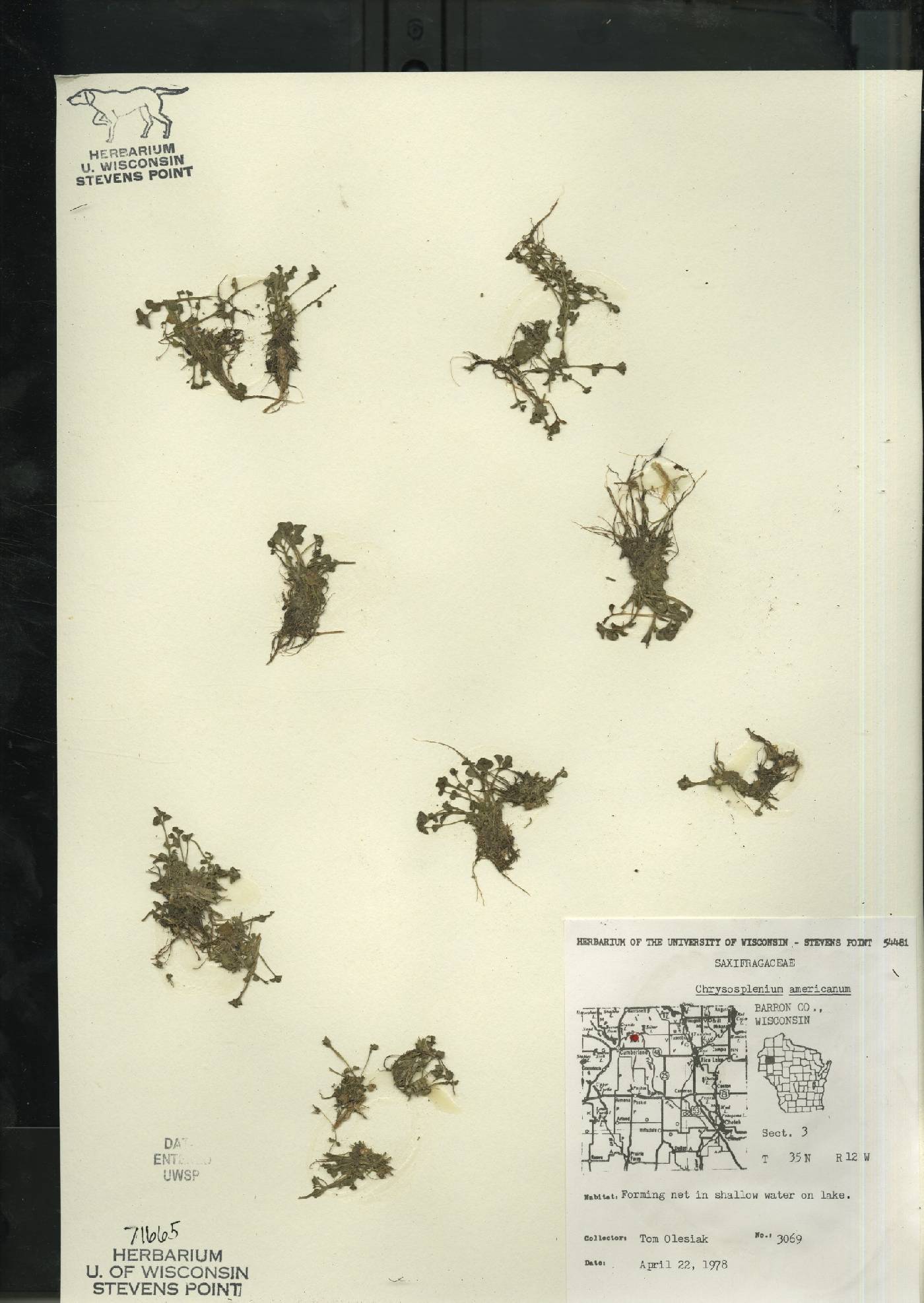 Chrysosplenium americanum image