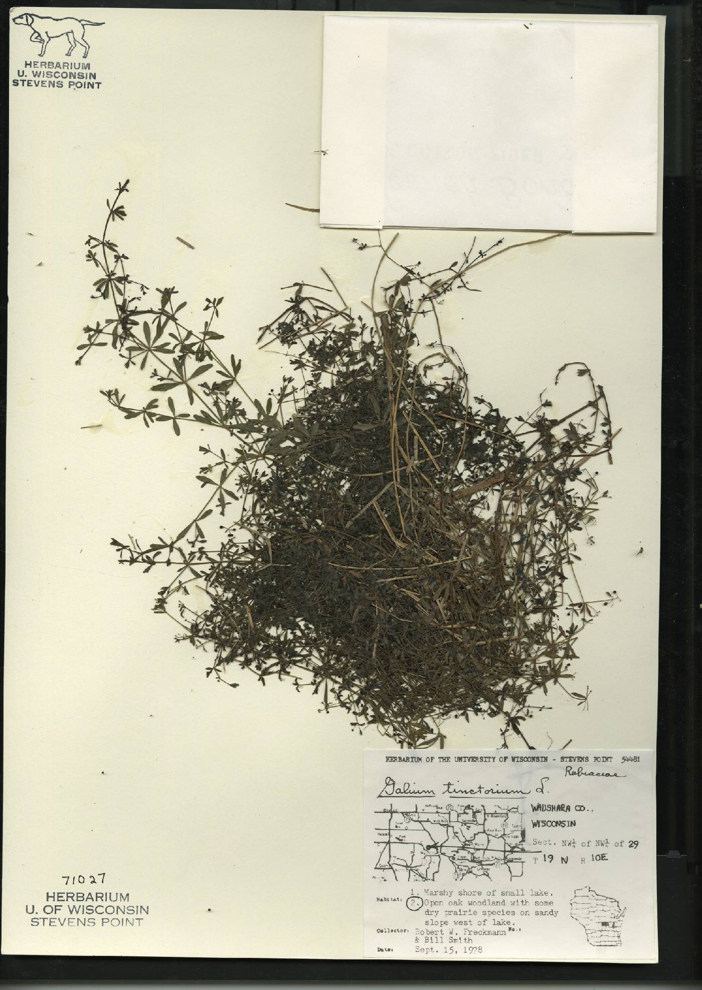 Galium tinctorium image