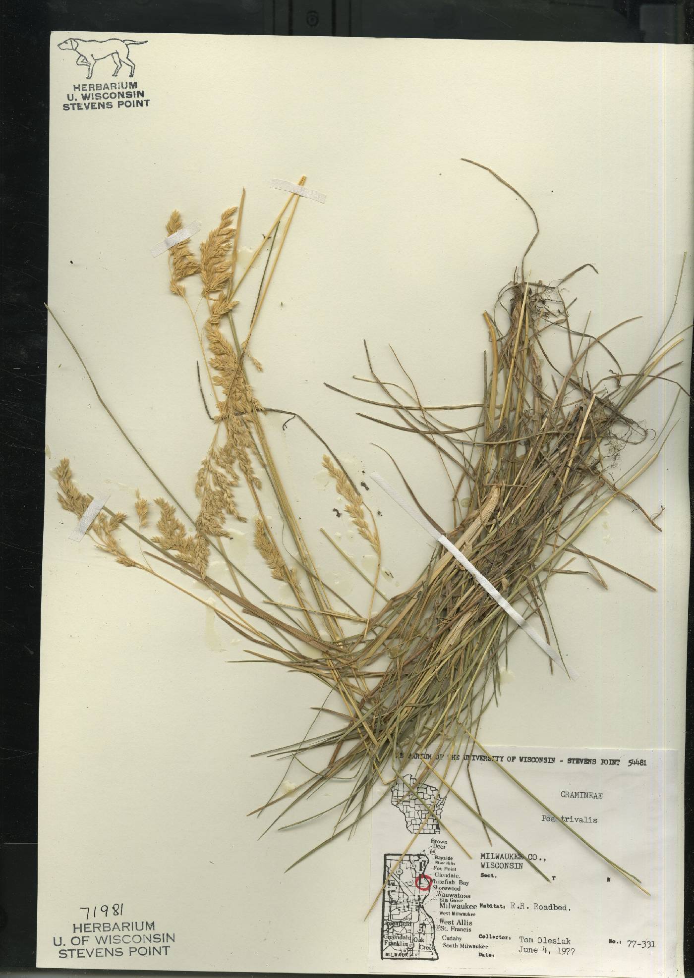 Poa trivialis image