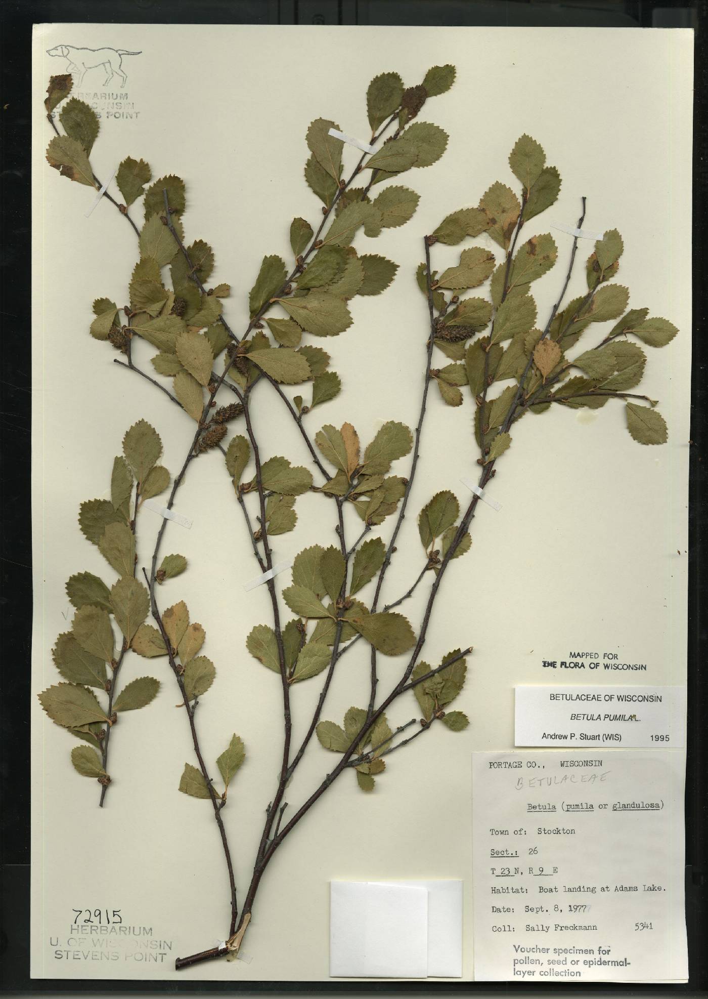 Betula pumila image