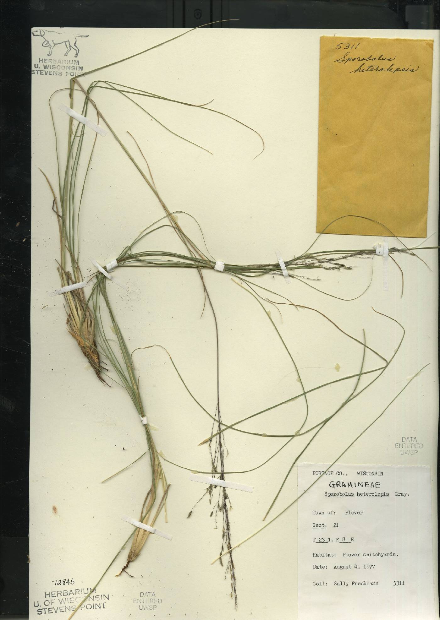 Sporobolus heterolepis image