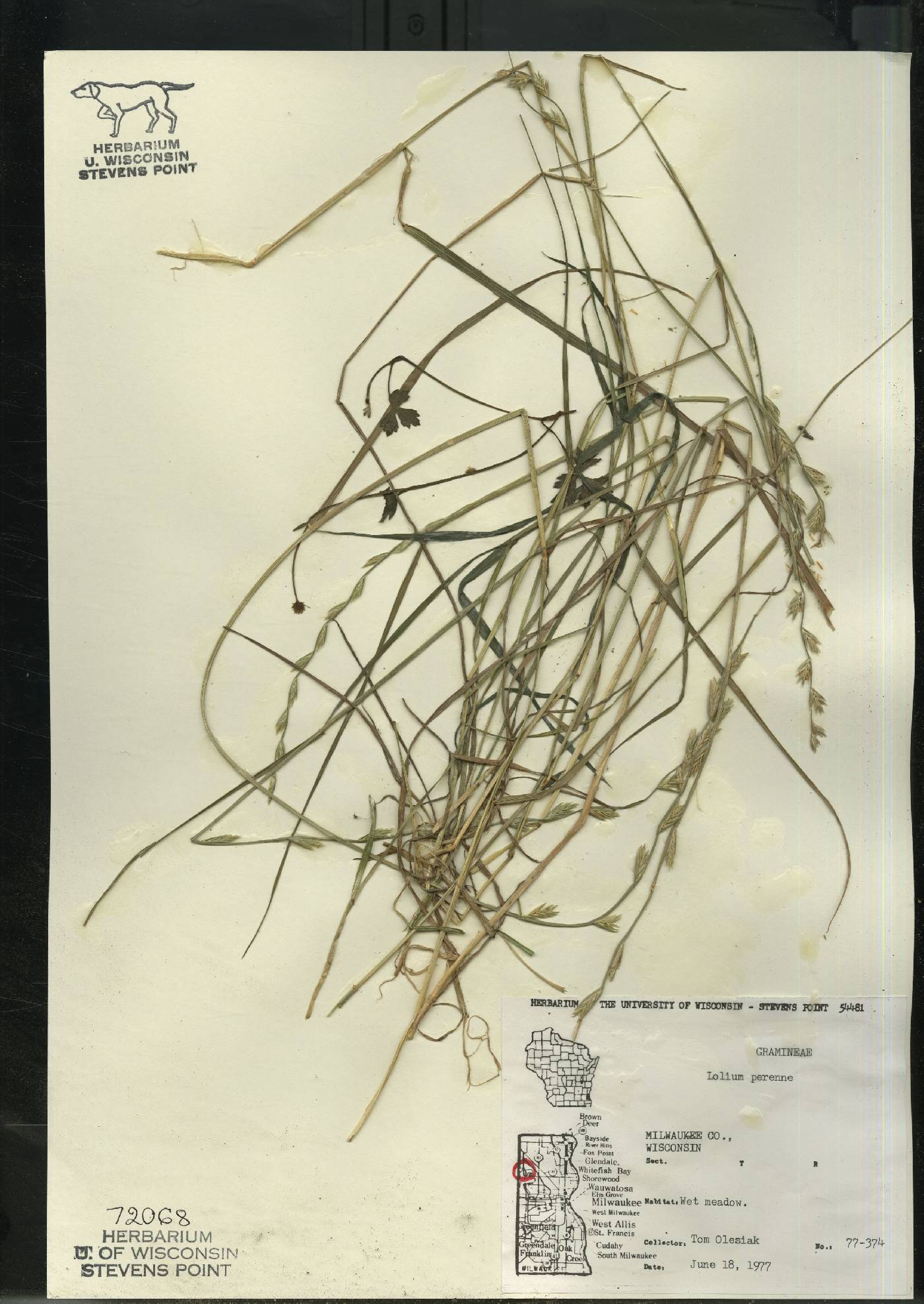 Lolium perenne image