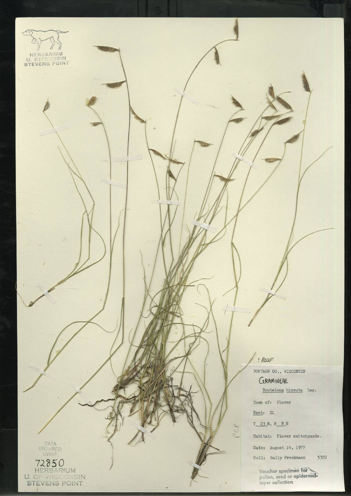 Bouteloua hirsuta image
