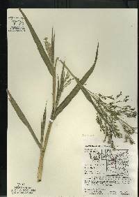Image of Panicum miliaceum subsp. ruderale
