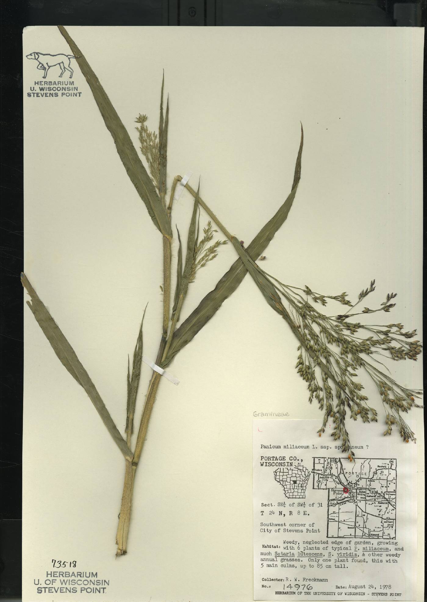 Panicum miliaceum subsp. ruderale image