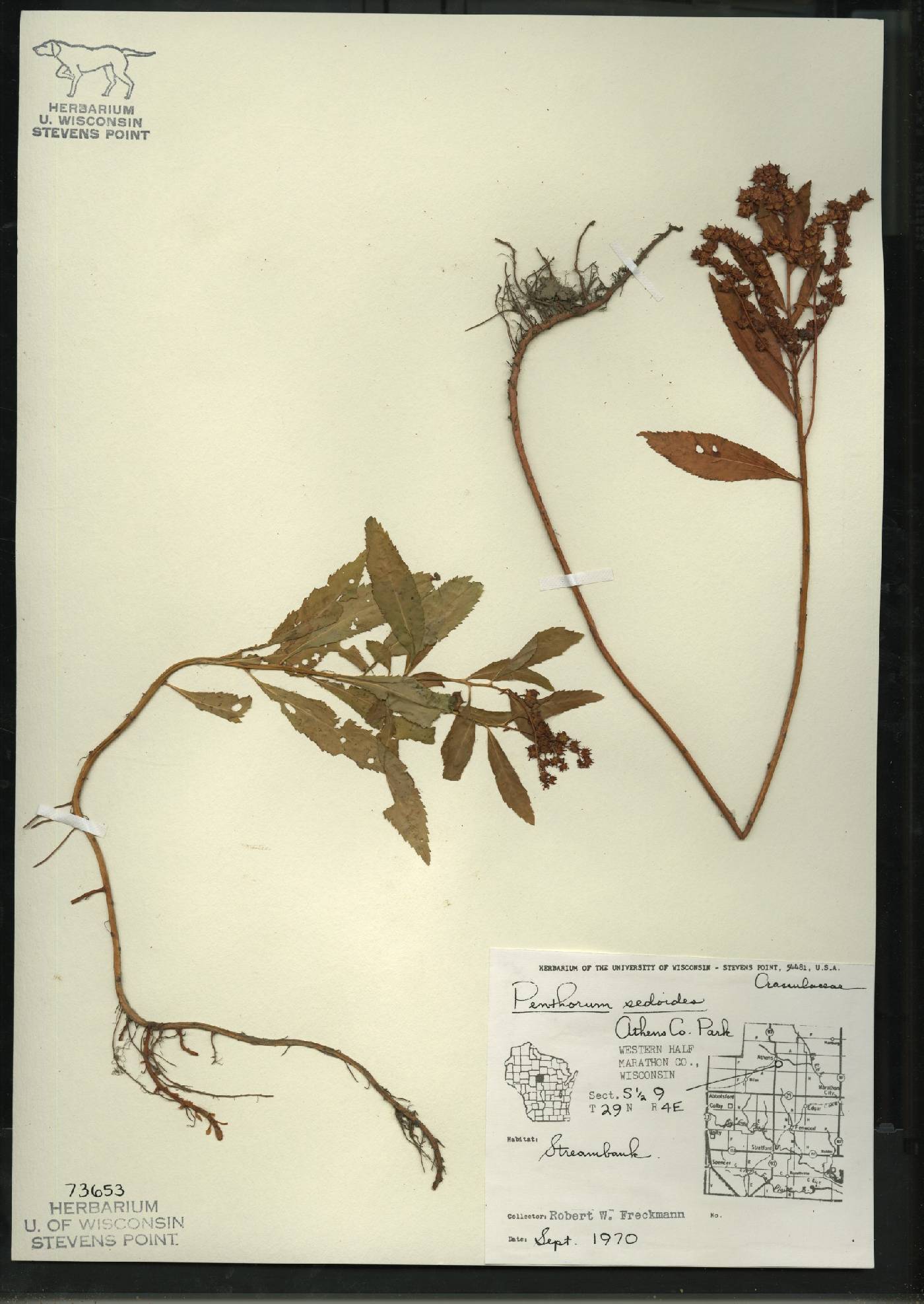 Penthorum sedoides image