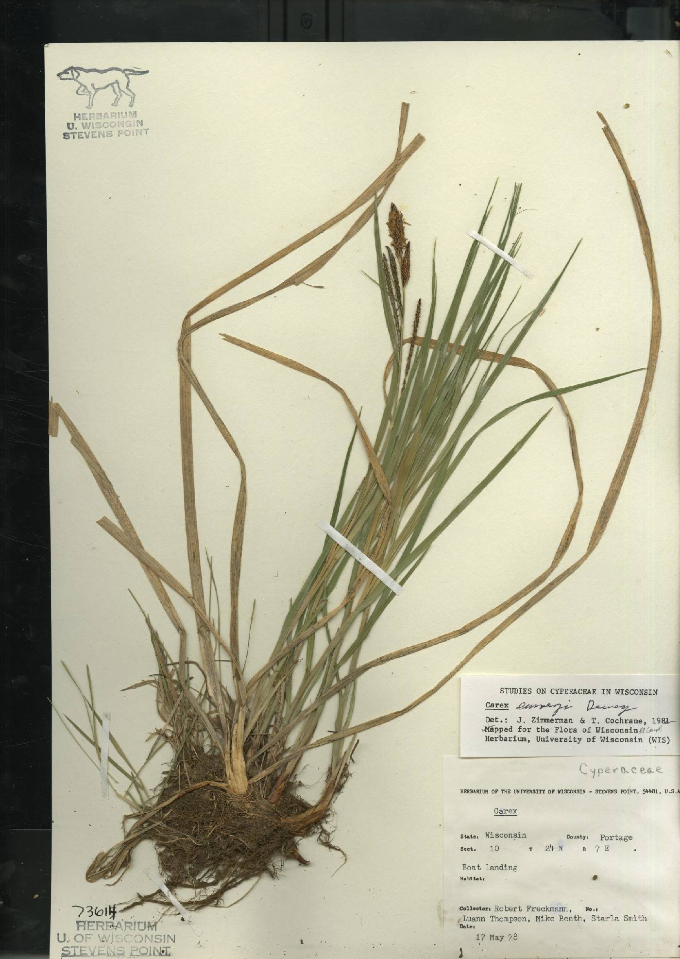 Carex emoryi image