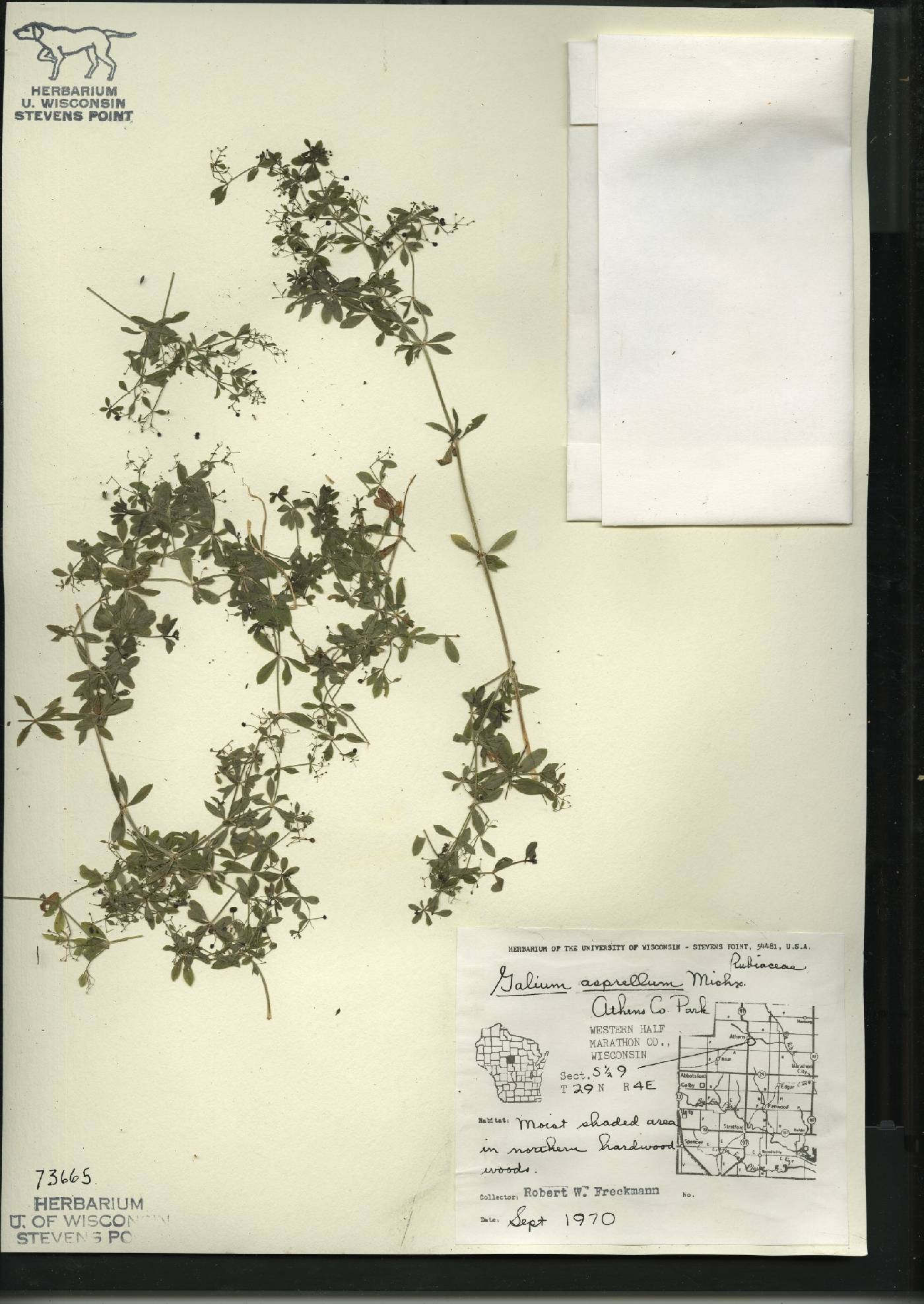 Galium asprellum image