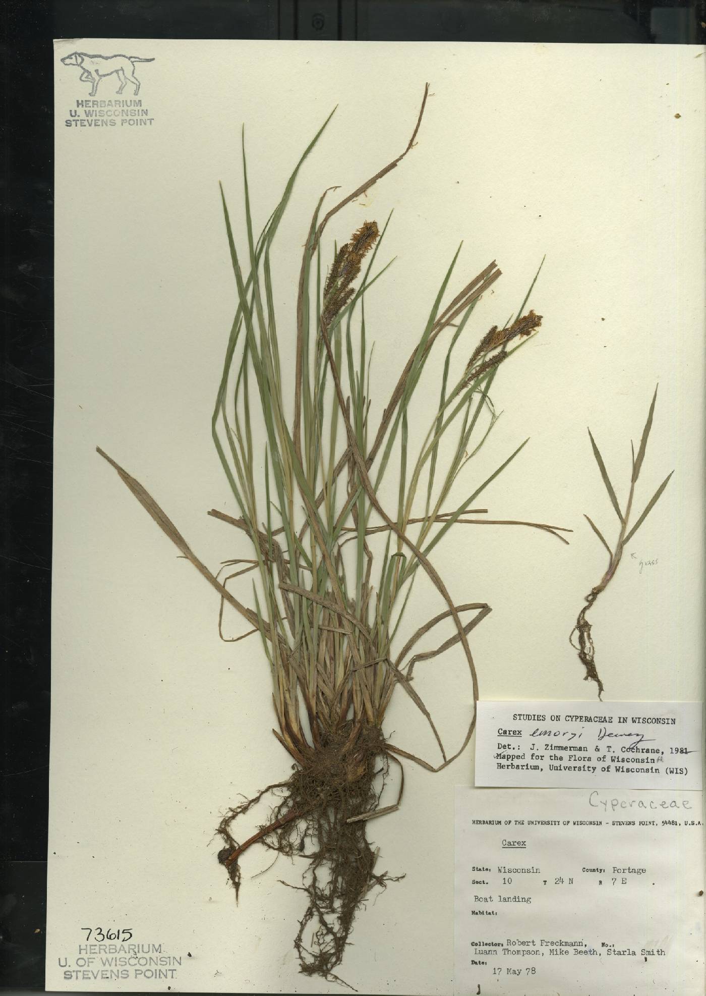 Carex emoryi image