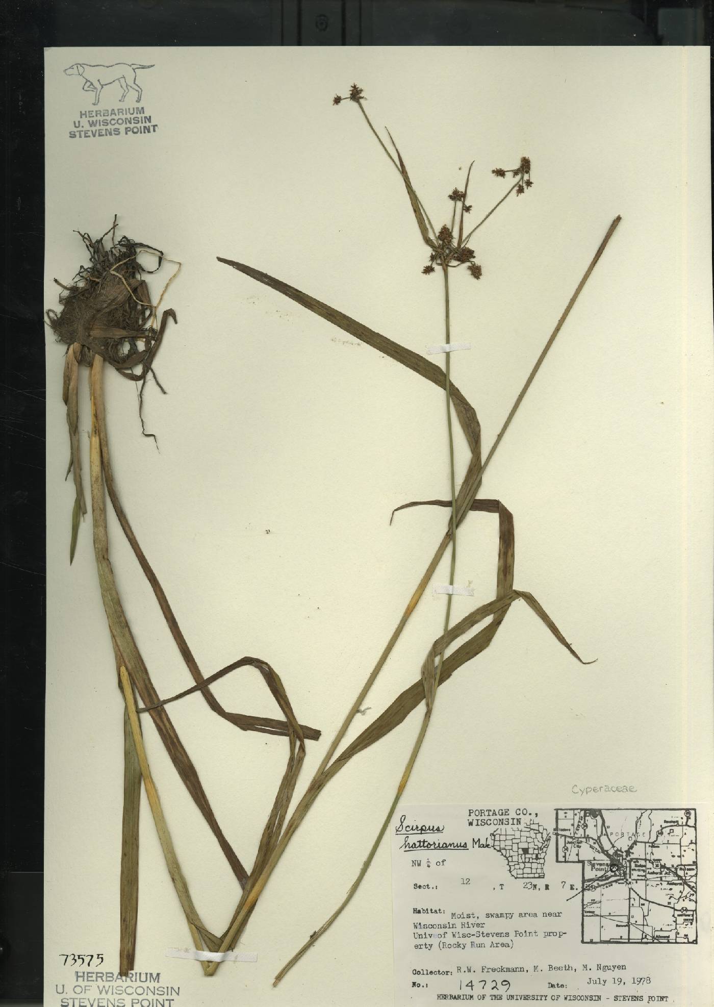 Scirpus hattorianus image
