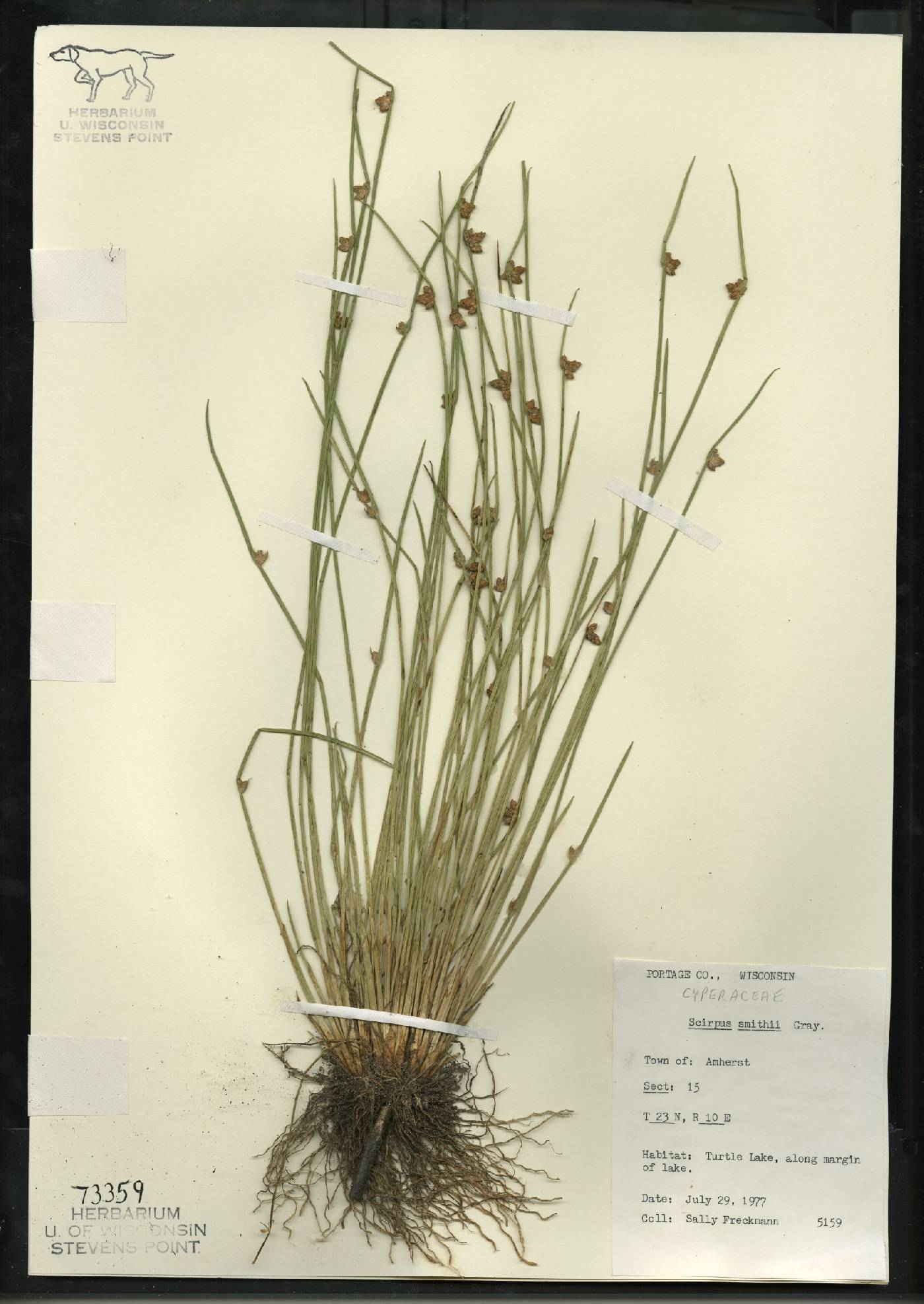 Schoenoplectus smithii image
